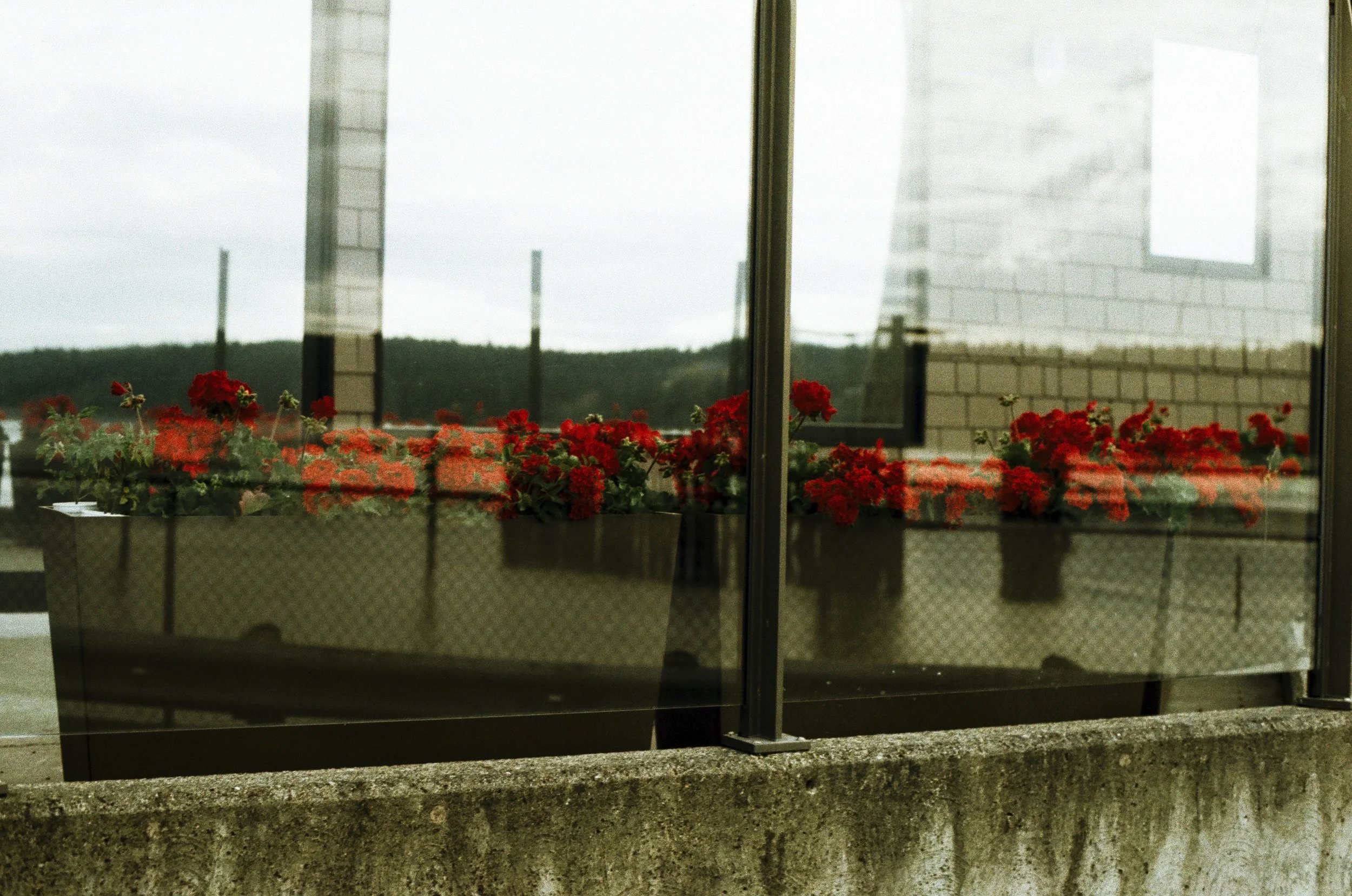 Expired Fuji 100 (shot at 25) pushed 1 stop