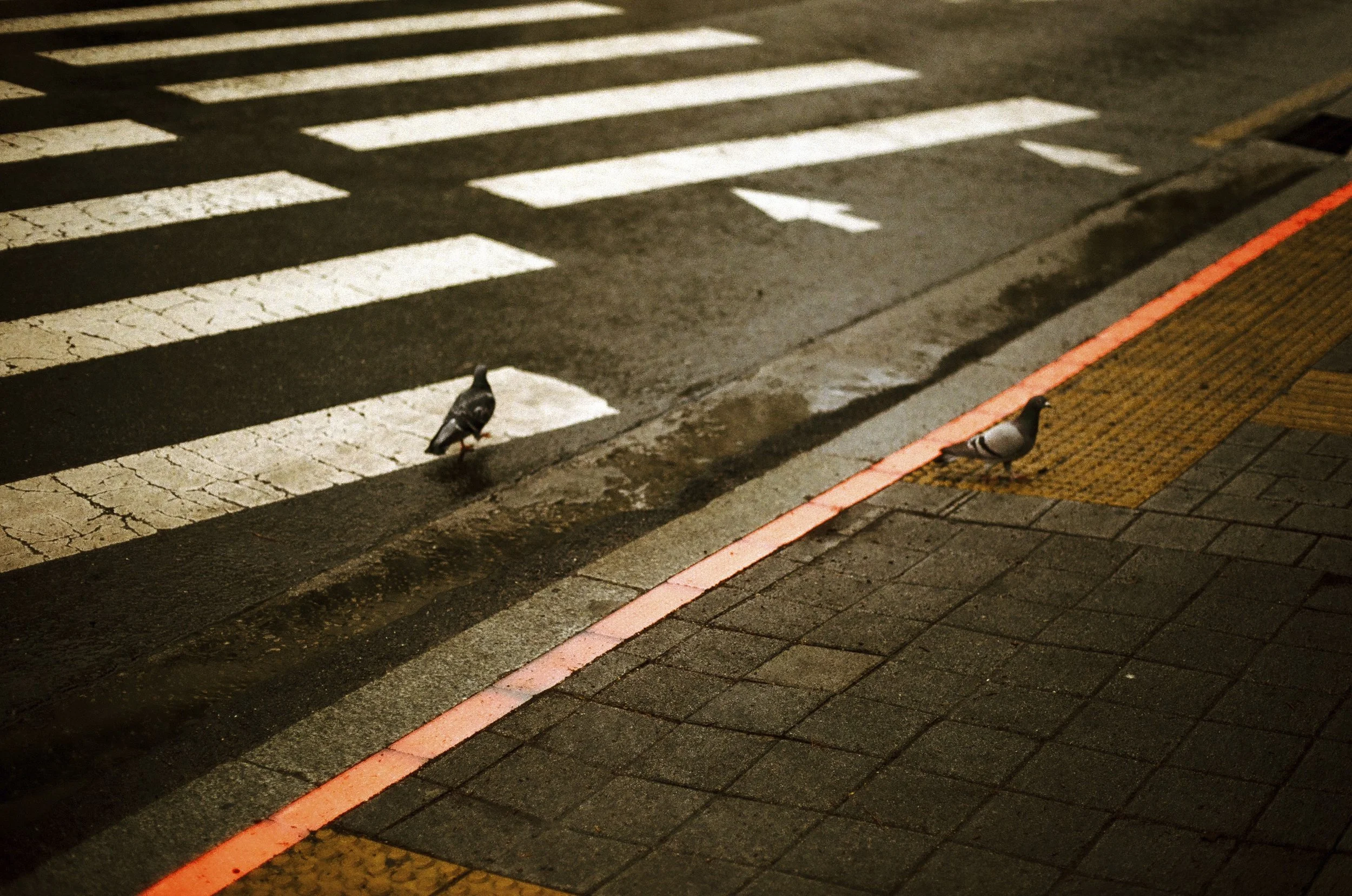 Expired Fuji 100 (shot at 25)