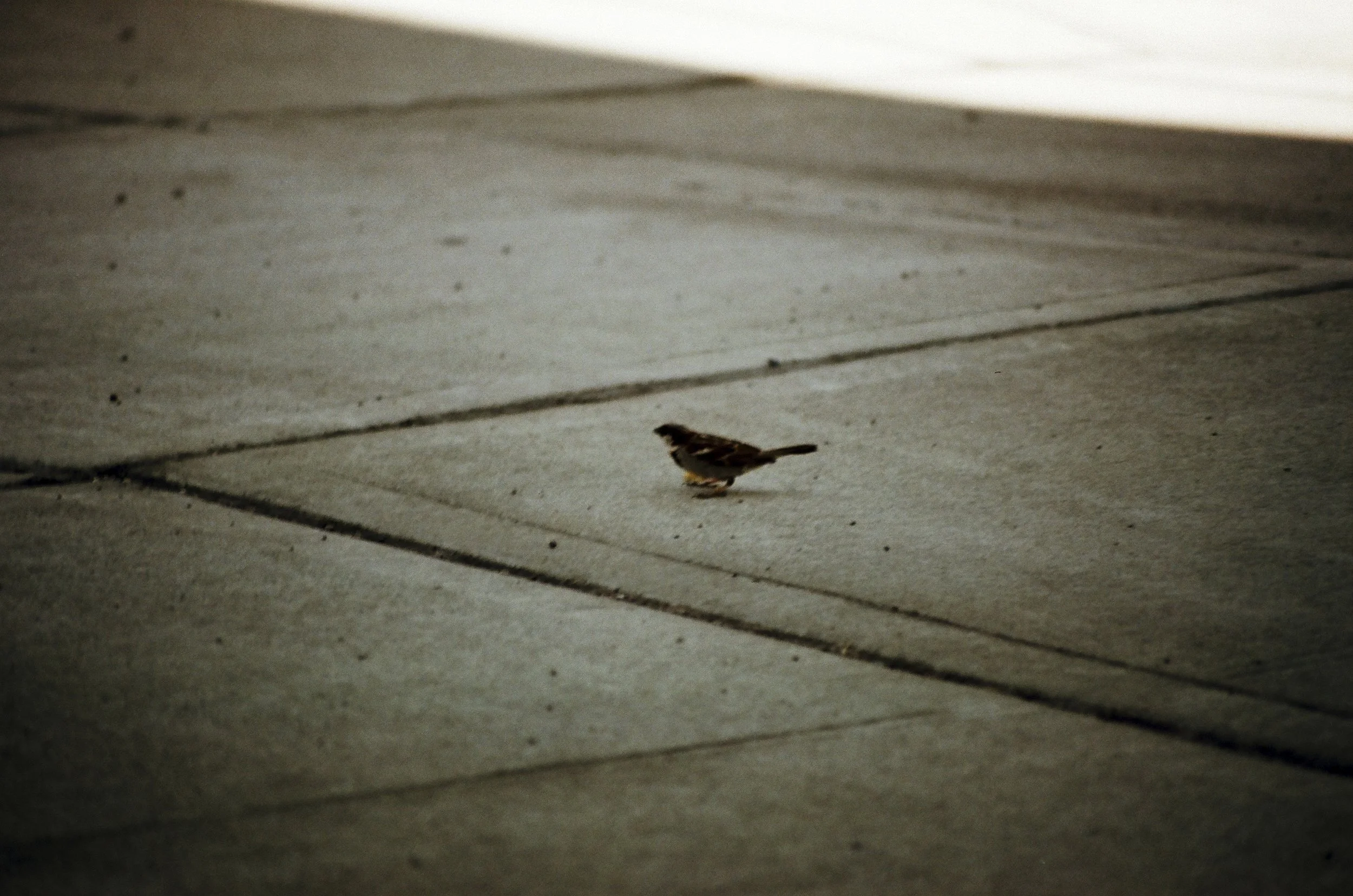 Expired Fuji 100 (shot at 25) 