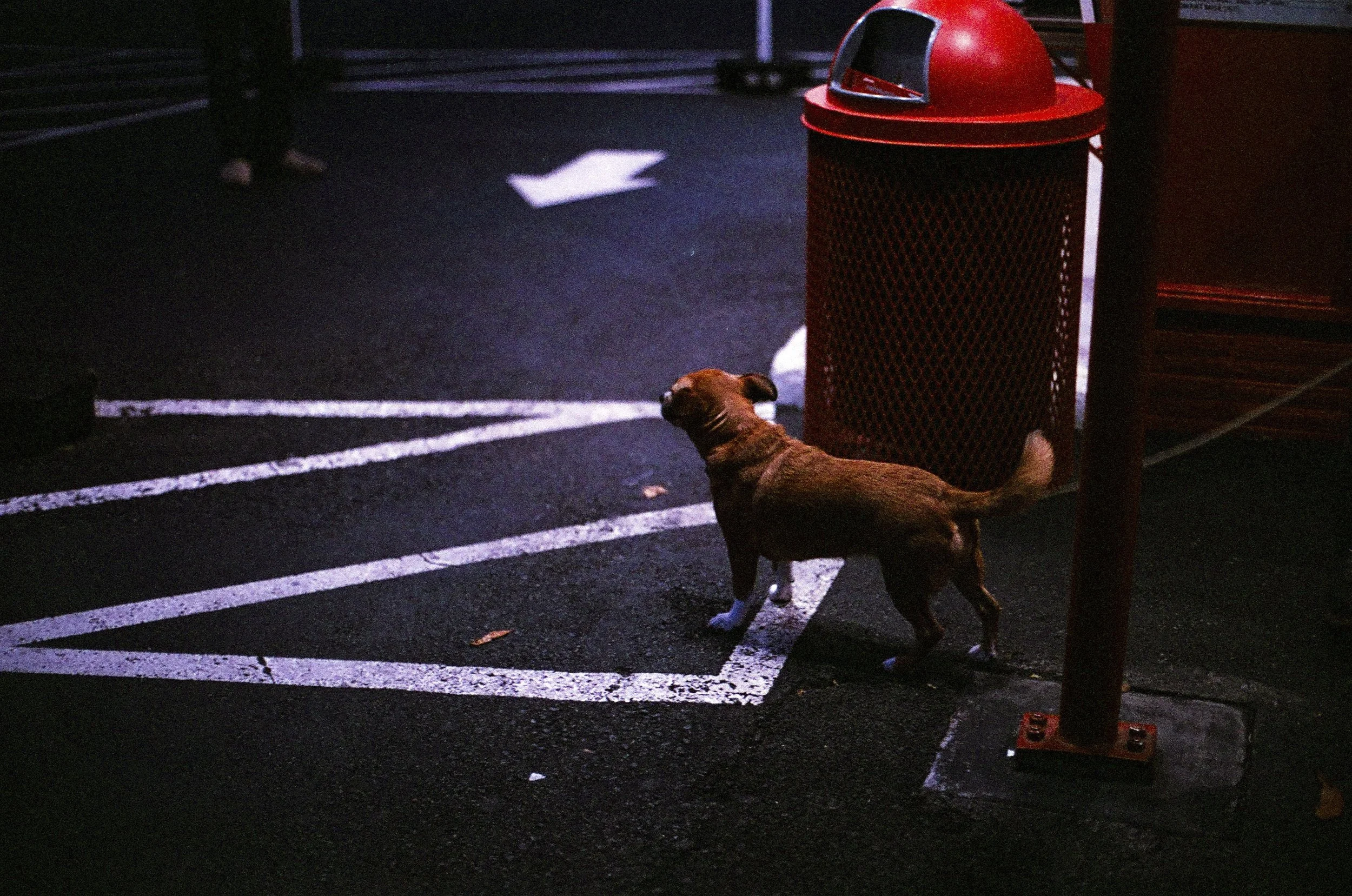 Expired Kodak Gold 100