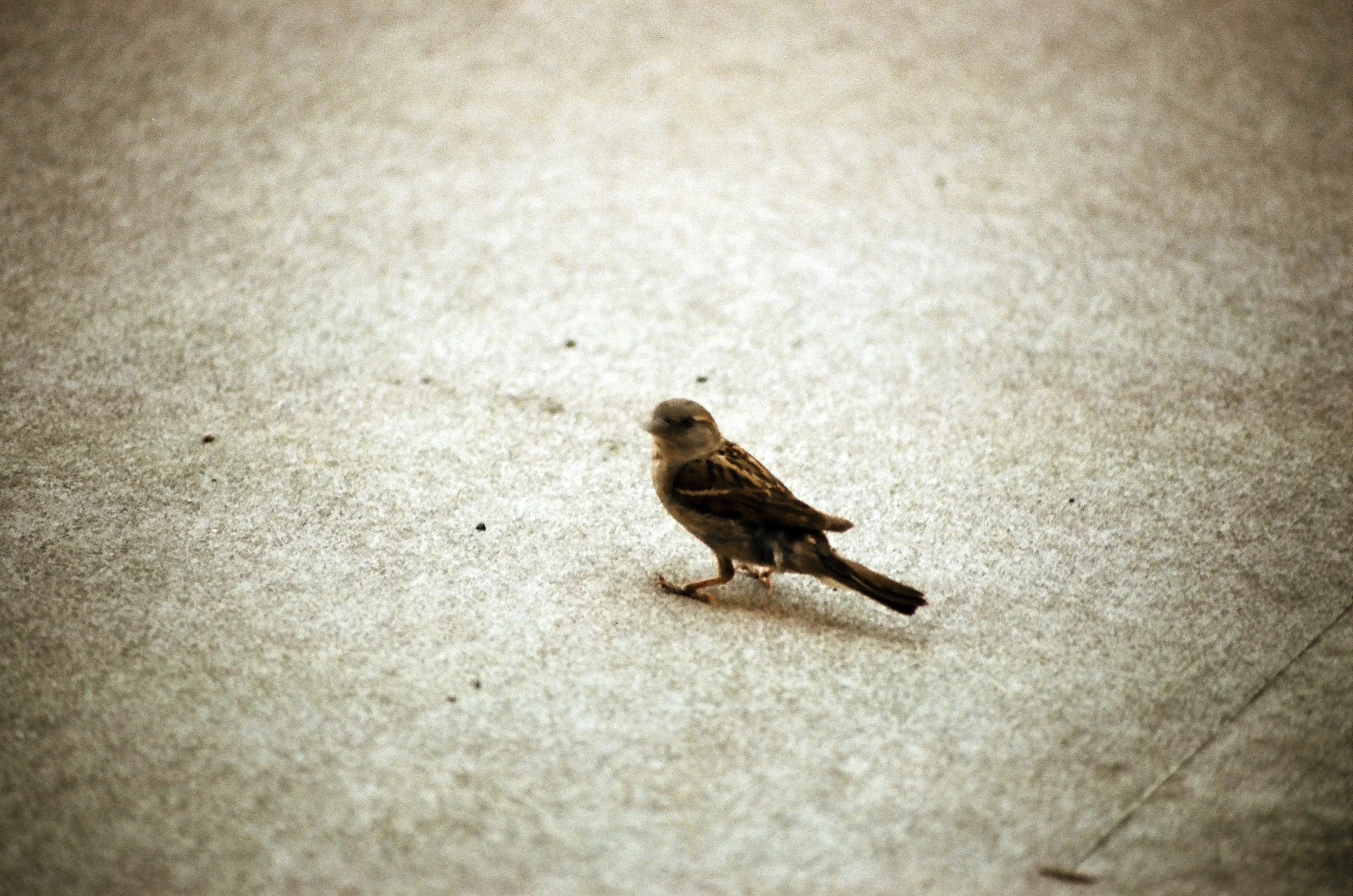 Expired Fuji 100 (shot at 25) 