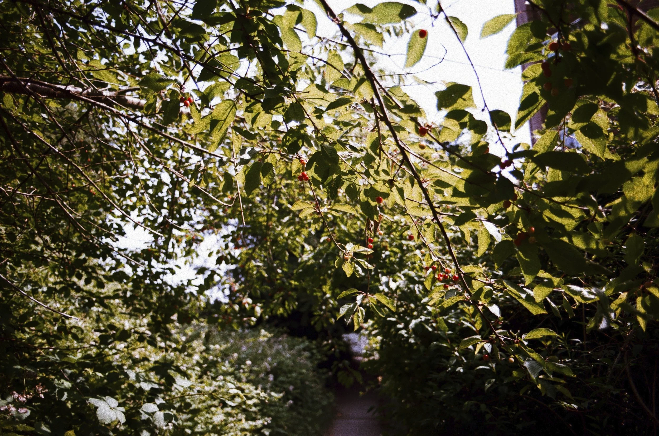 Expired Fuji 100 (shot at 25) pushed 1 stop