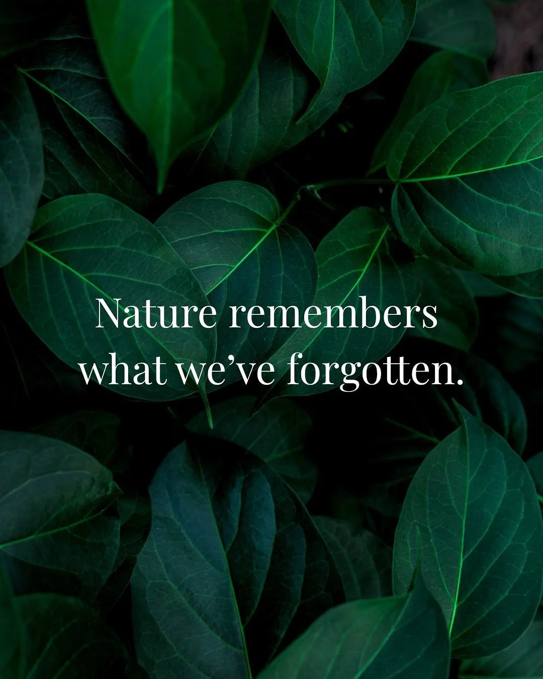 The natural world has always been our greatest teacher - showing us our true rhythm. 

The forest doesn&rsquo;t rush.
The ocean doesn&rsquo;t resist the tide.
The seasons accept inevitable change with grace.

At Moonwake, we design experiences that h