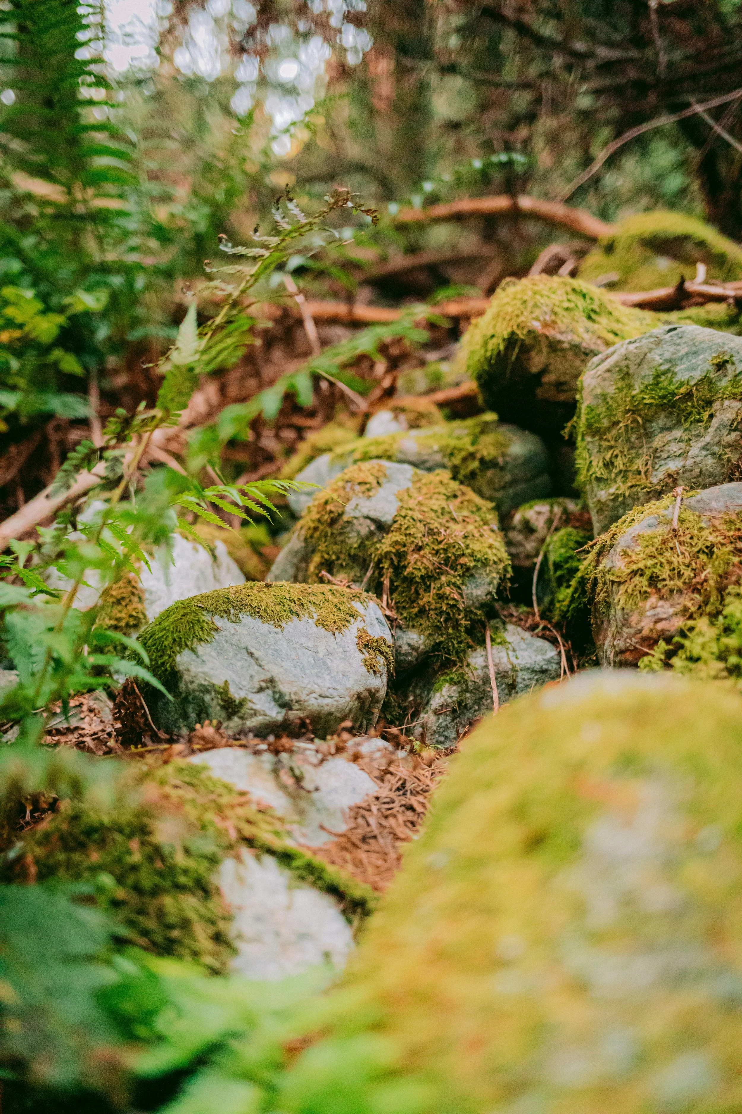 A close-up view of moss-covered rocks and stones in a forest with green plants and blurred background.