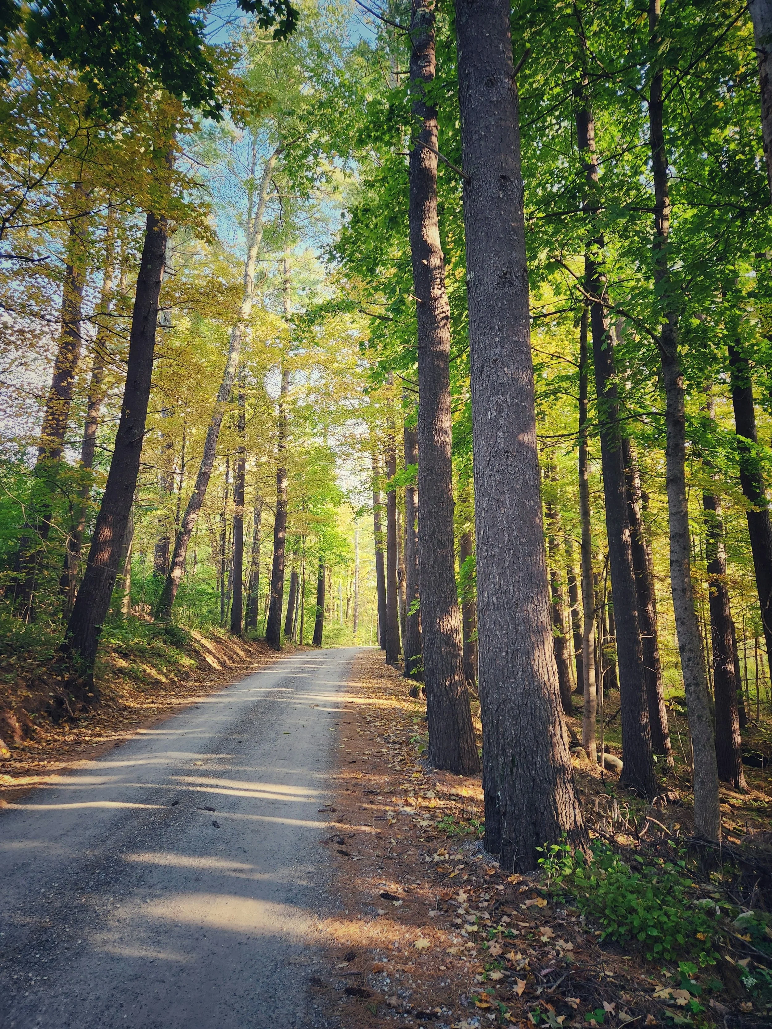 A dirt path winding through a dense forest with tall trees and green foliage, sunlight filtering through the leaves.