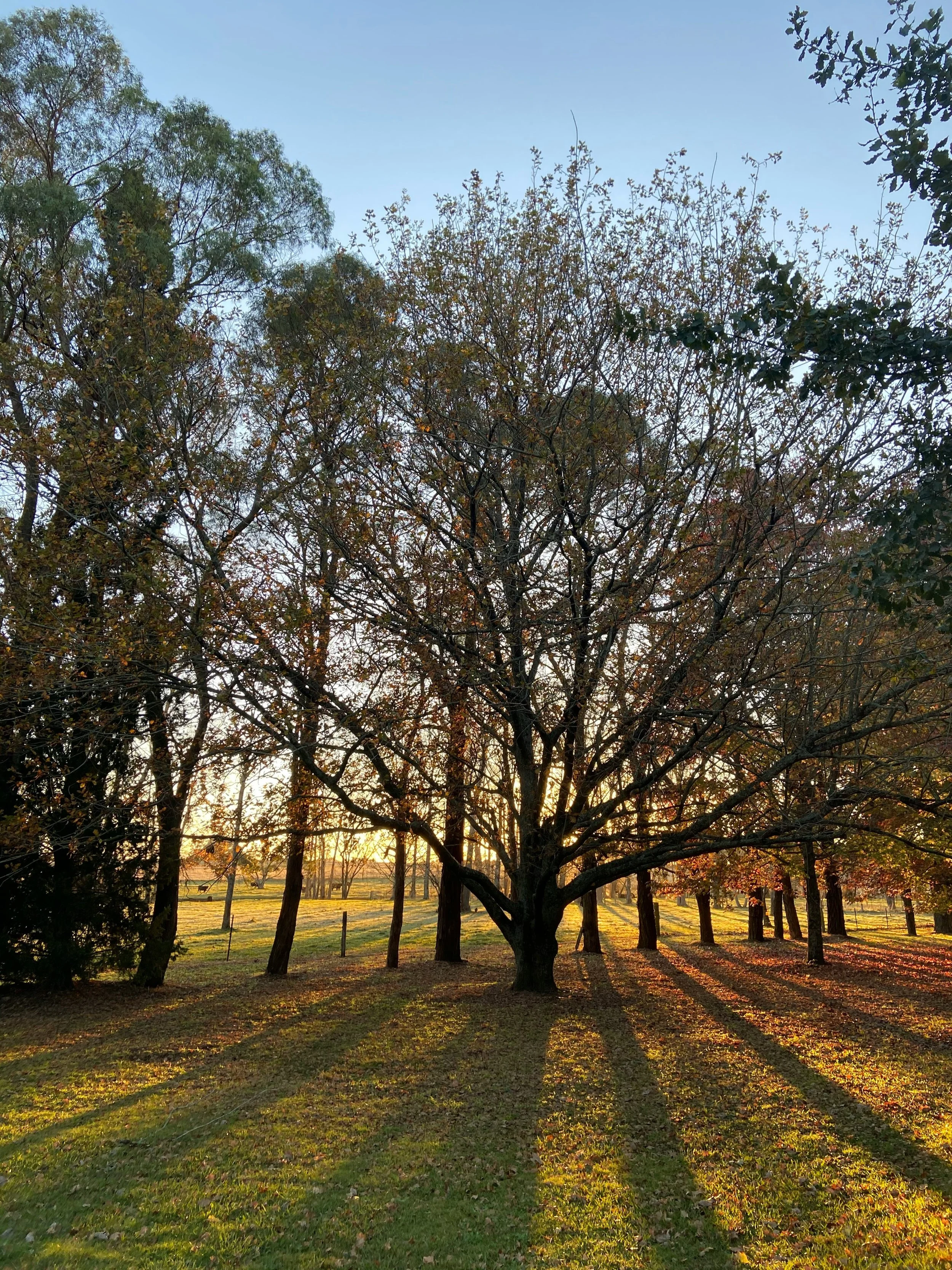Tree in a park during sunset with long shadows and some trees in the background.