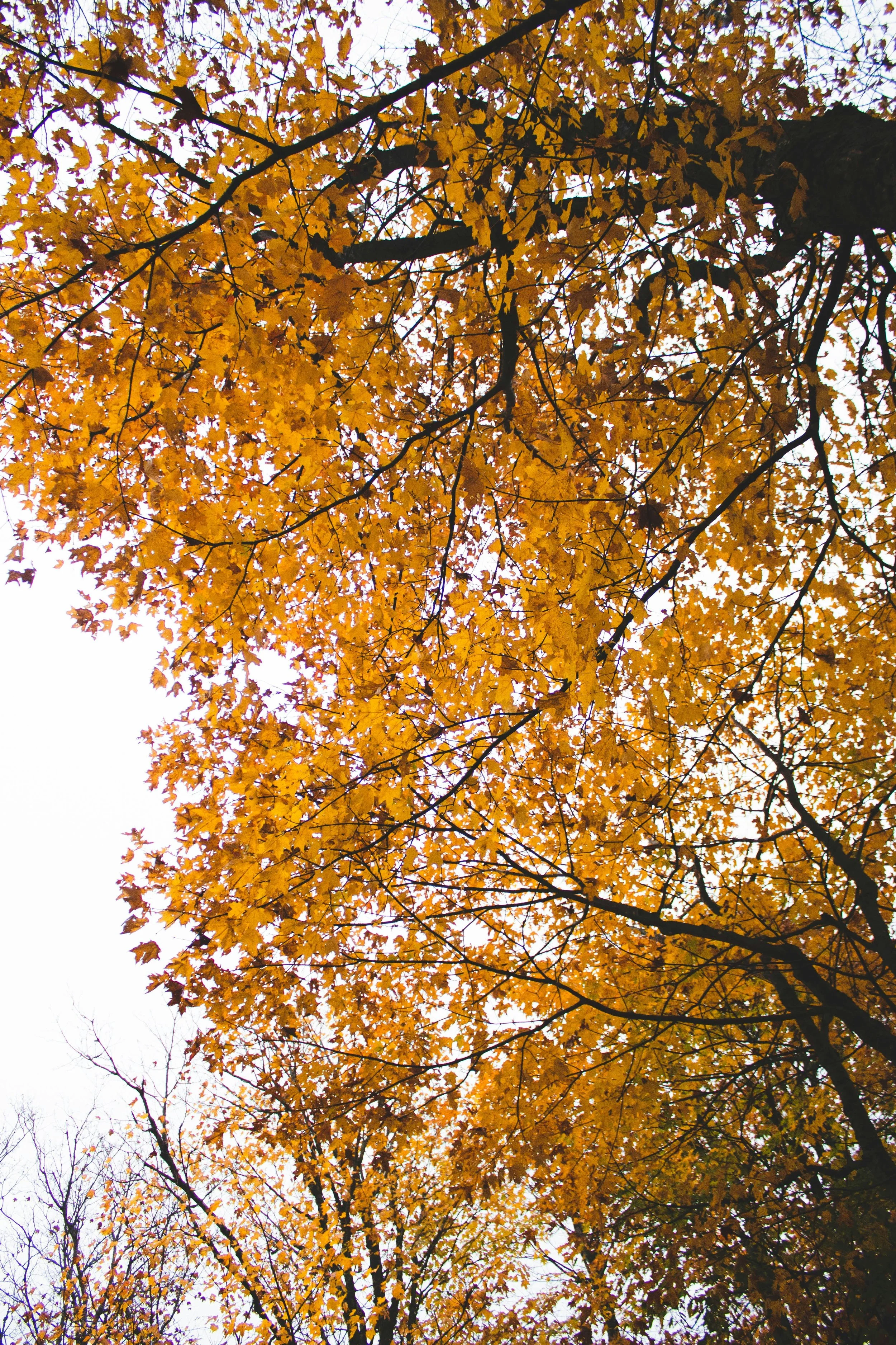View of tree branches with yellow autumn leaves against a cloudy sky
