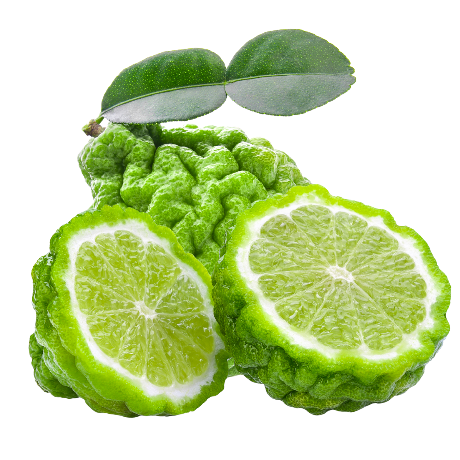 Bergamot - Steam Distilled