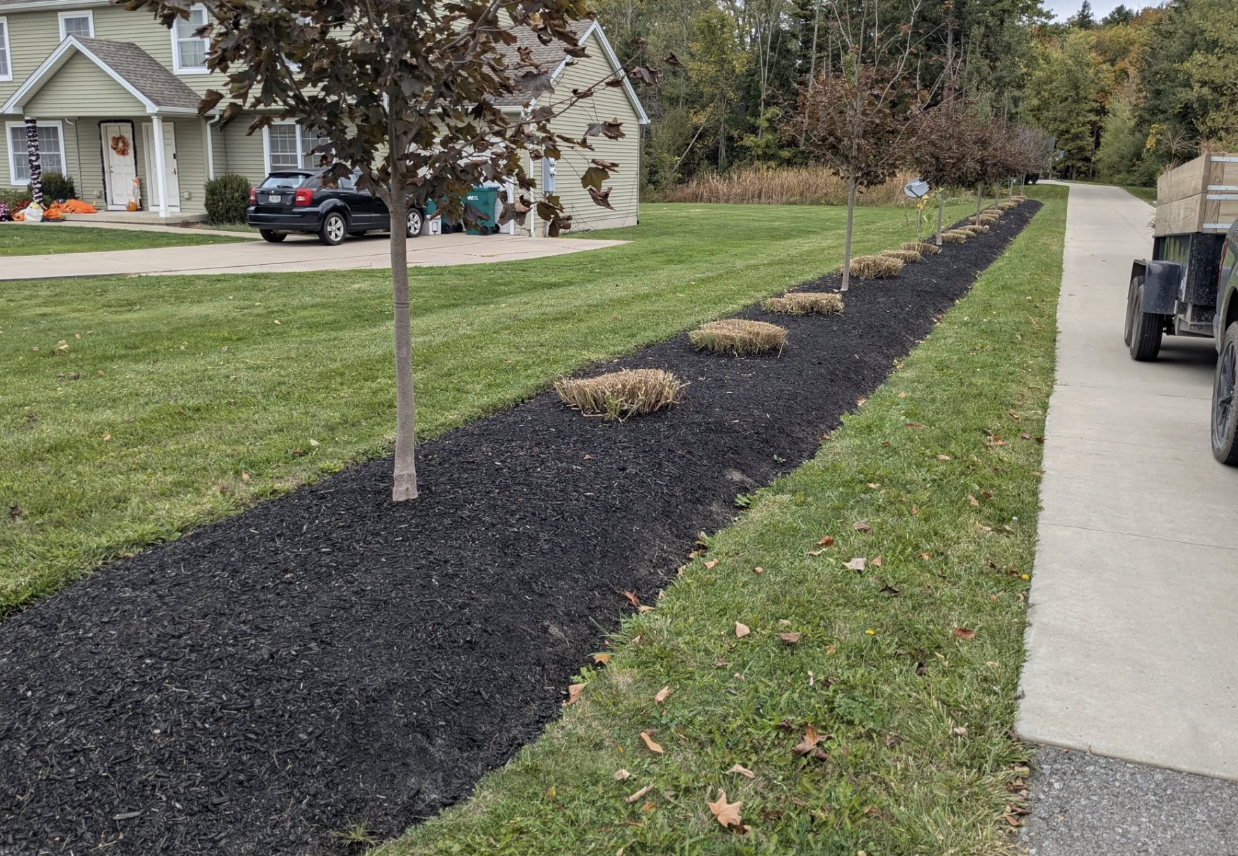 Newly planted trees with mulch around their bases along a freshly mulched bed next to a concrete sidewalk, in a residential neighborhood with houses, lawns, and vehicles in the background.