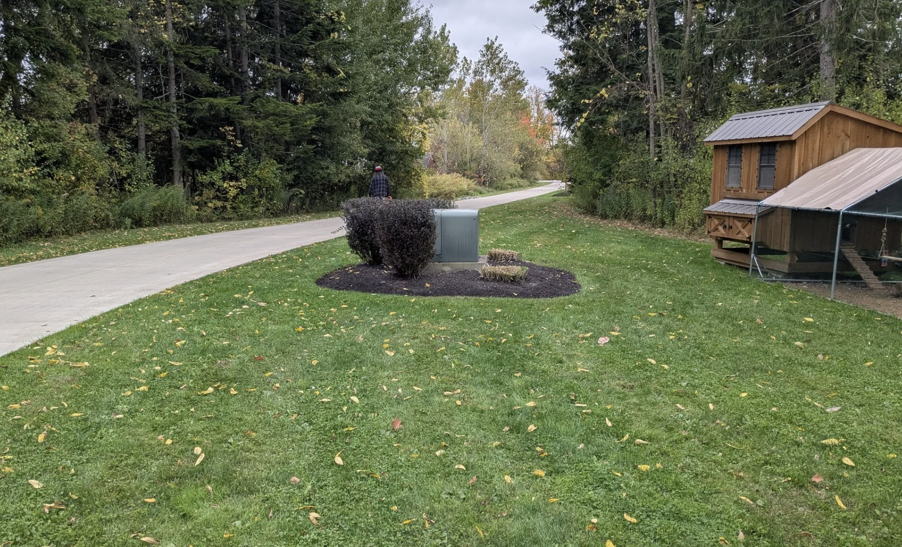 A residential yard with a concrete driveway, green grass, fallen leaves, a bush, a gray utility box, and a small wooden shed in the background. A person walking on the driveway towards a wooded area.