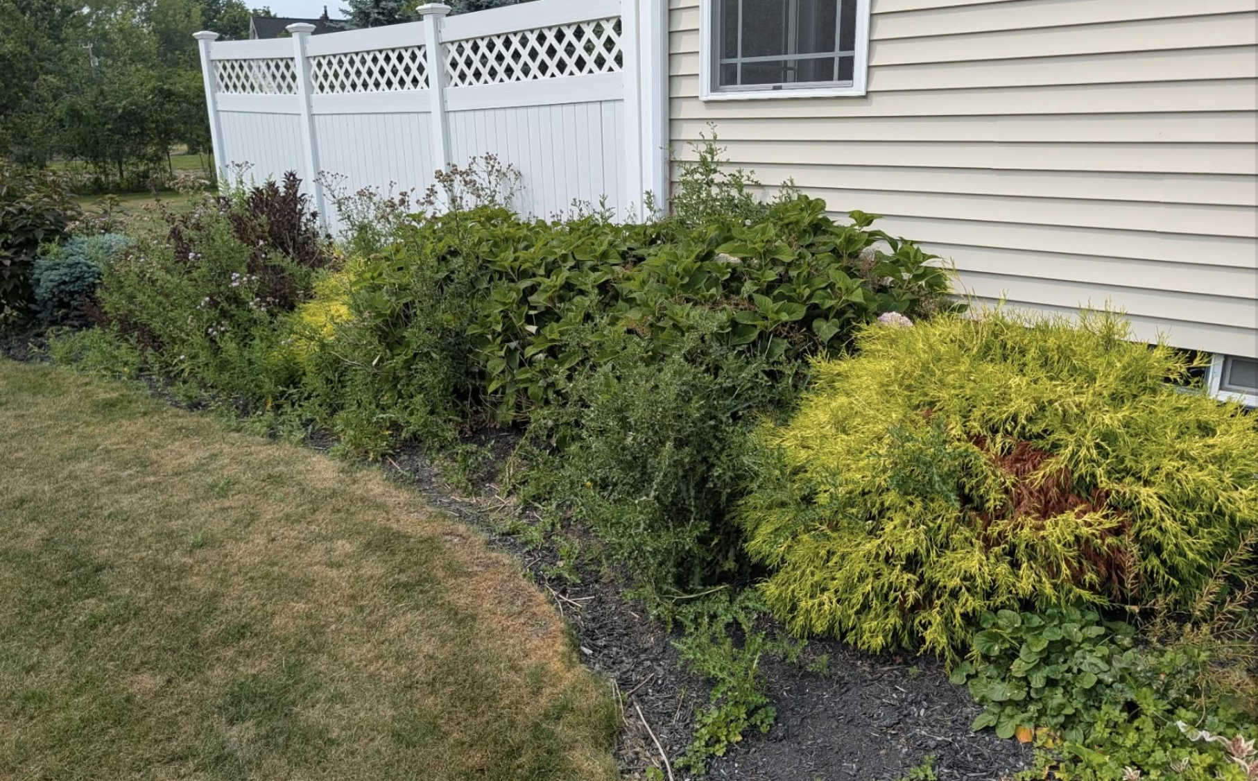 Before photo showing an overgrown landscape bed along a home and privacy fence in Grand Island, NY