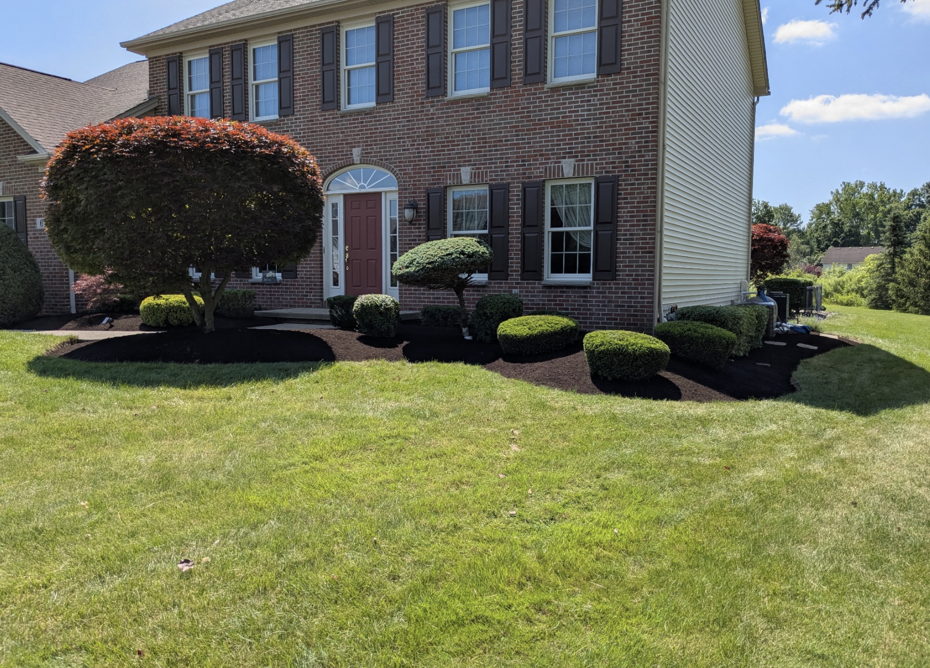 Front yard with a brick house, black shutters, maroon door, a large rounded red-leafed tree, smaller sculpted bushes, and a neatly landscaped garden with dark mulch and green grass.