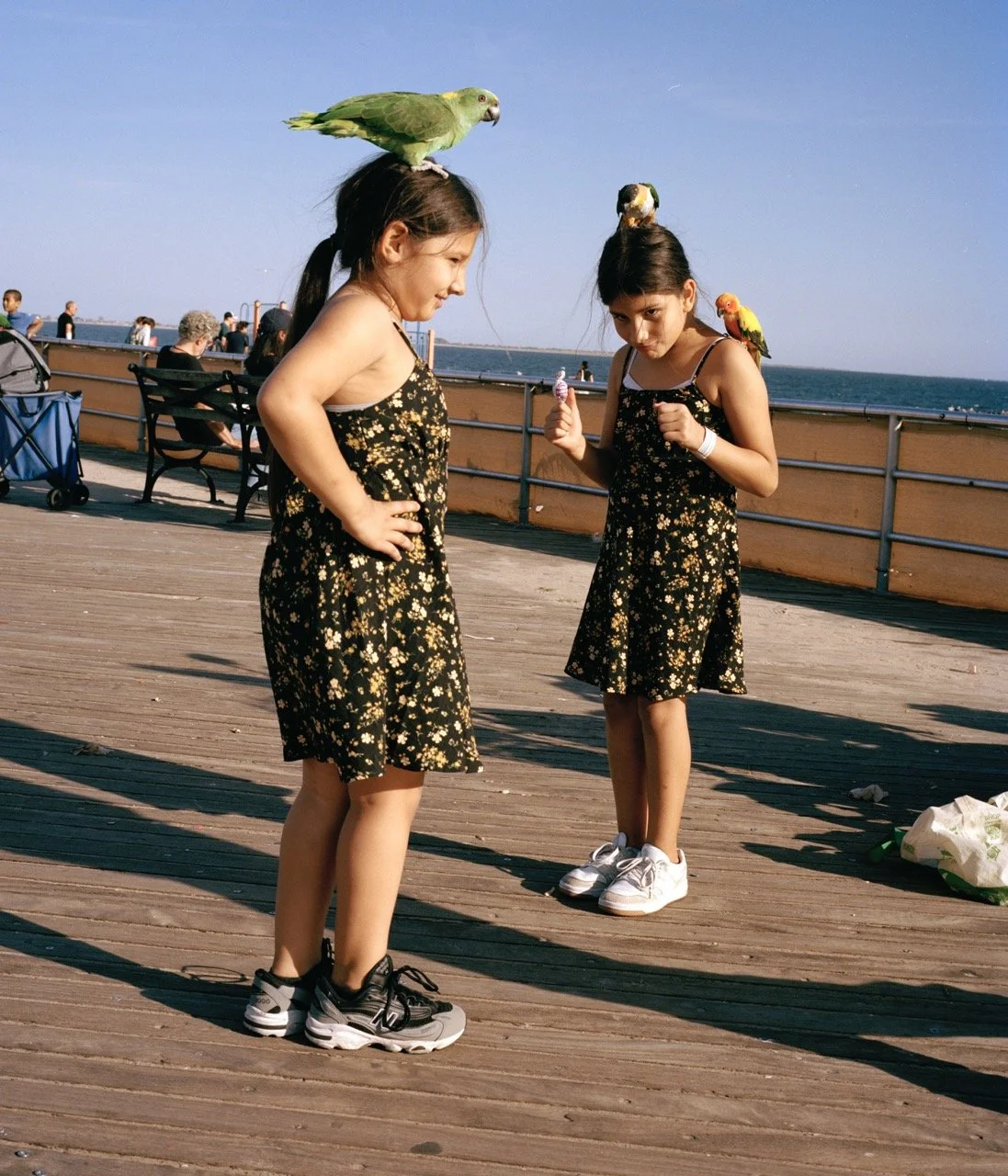 parrottwin1 Large.jpeg