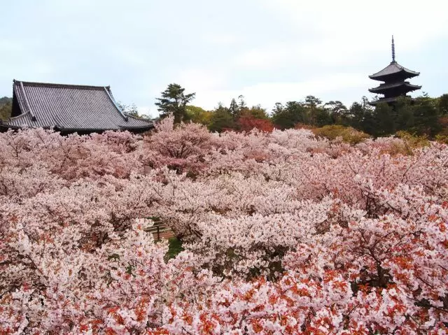 ninna-ji cherry.png
