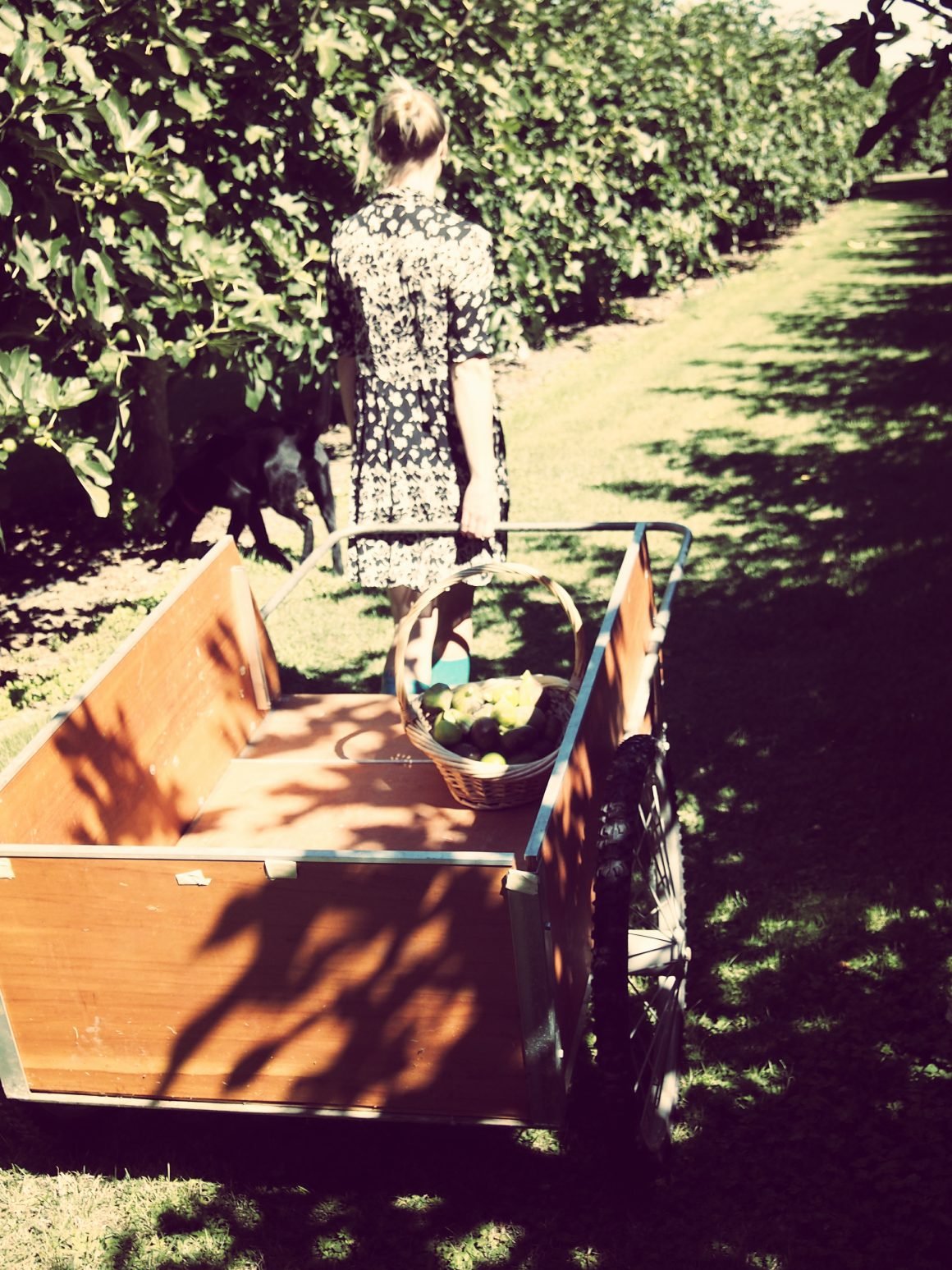 Grandads-cart-1160x1547.jpg