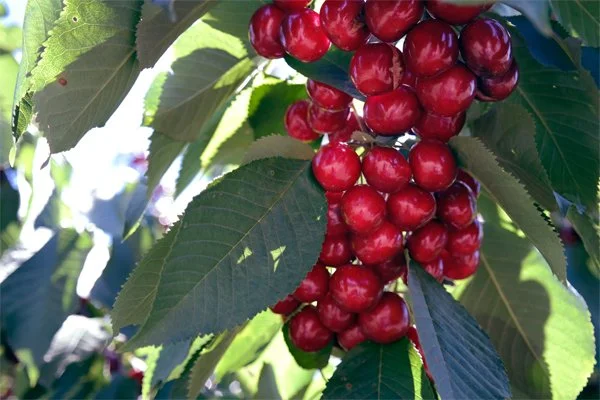 Cherry2.jpg