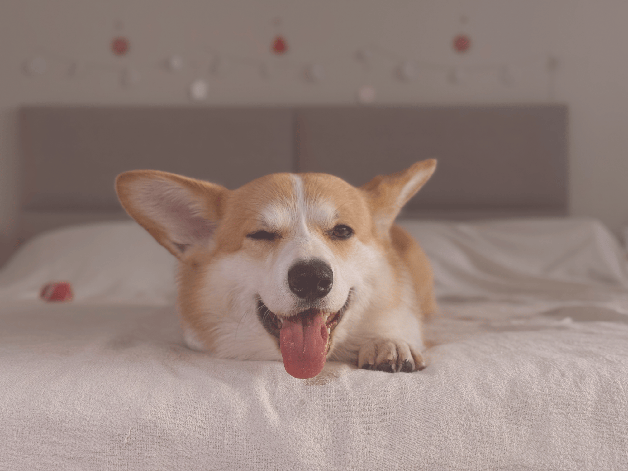 Can Pets Hold Emotional Stress? (And How It Affects Their Behaviour)
