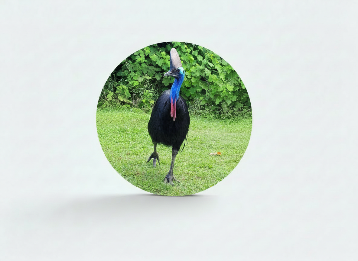 Cassowary upright.png