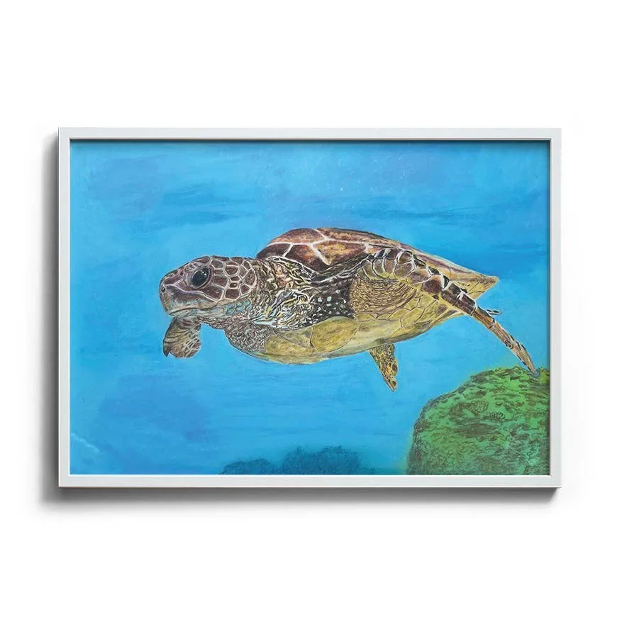 Turtle White.jpg