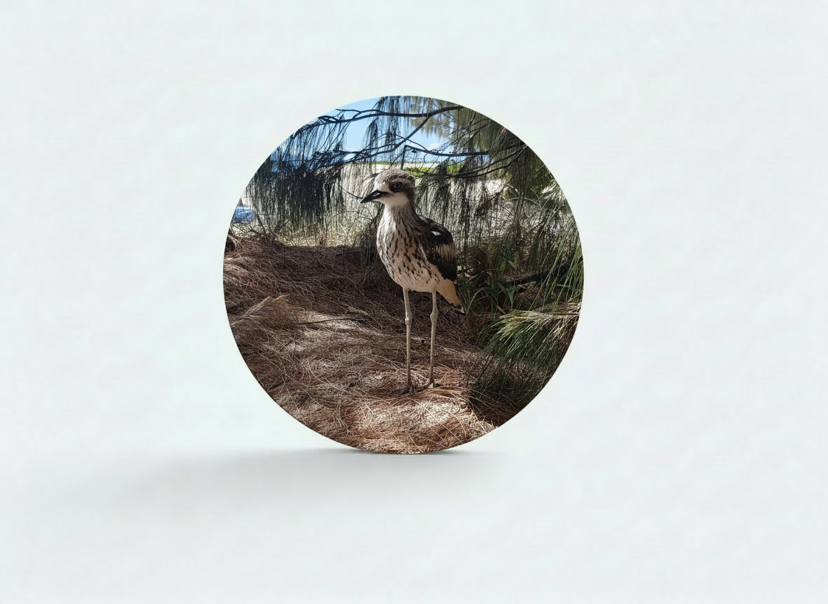 Curlew upright 2.png