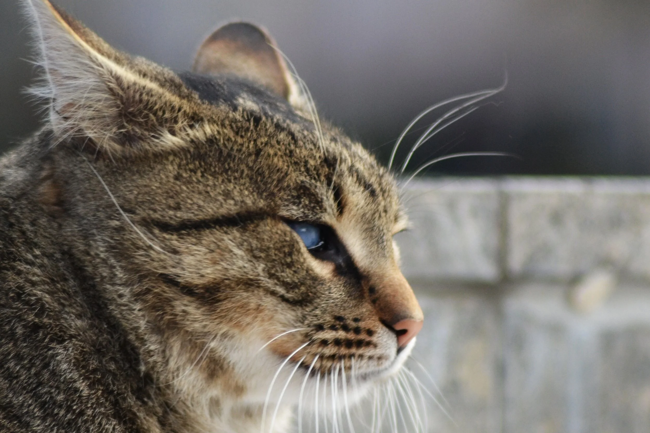 CSC_0309 edit (2).jpg