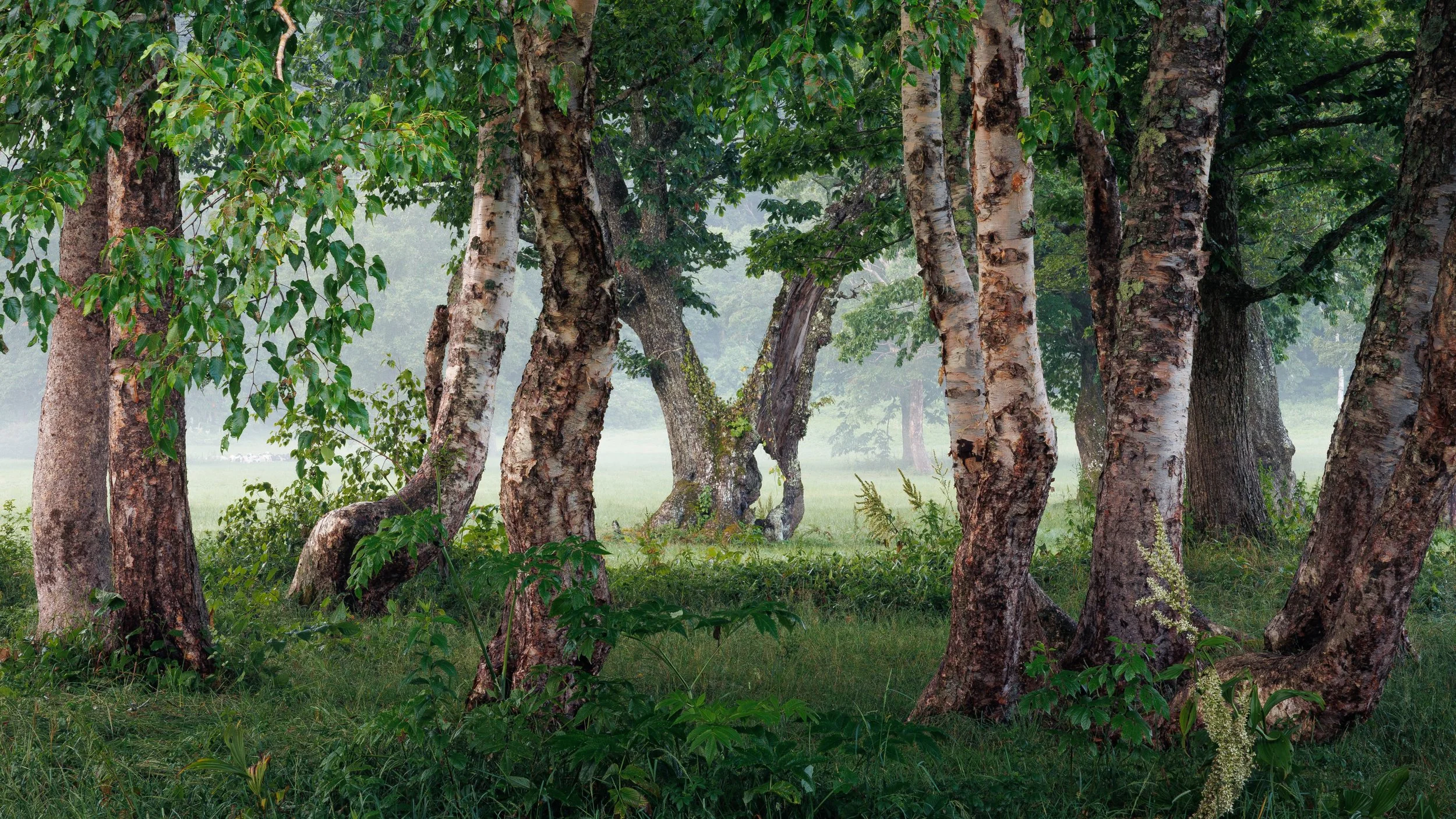 カヤの平高原で撮った写真です。奥にある穴のあいた枯れかけの木が、まるで幻想的な世界への門のように見えて、気になりました。