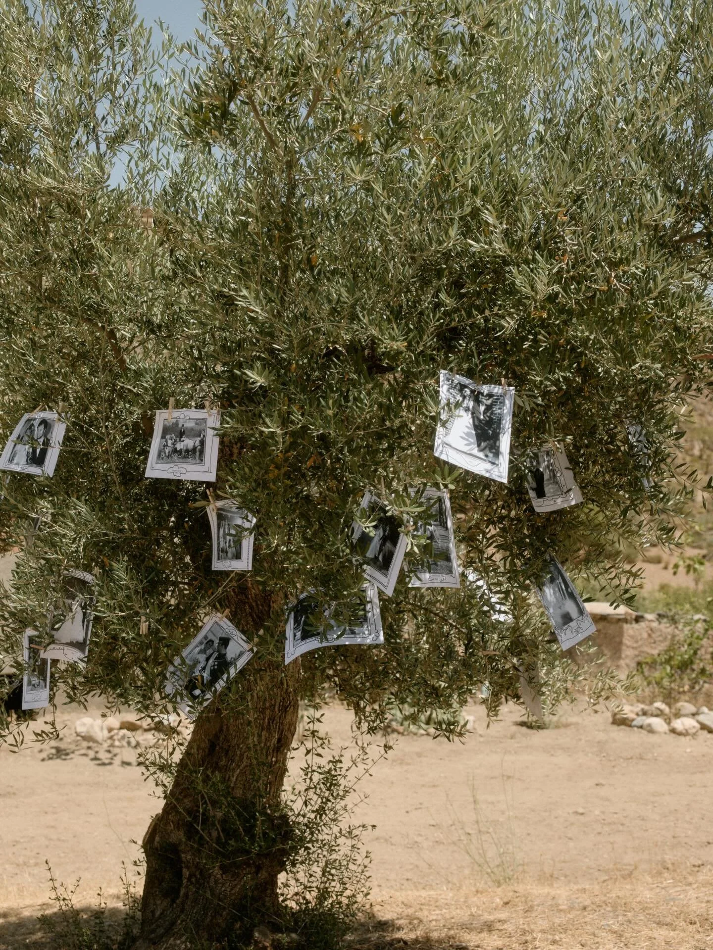 How do you incorporate the best omens on the big day without hiring an Etsy witch? How about an olive tree filled with love stories that already stood the test of time&hellip;

I loved this idea by the bride so much 🥹 Deeply meaningful, full of hope