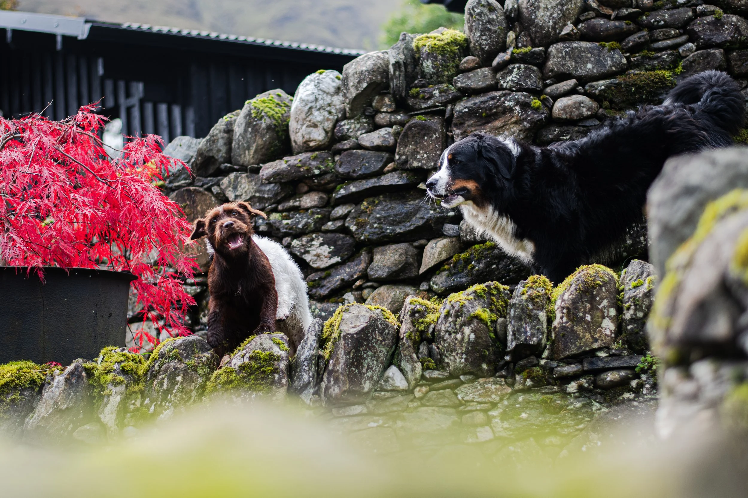 Deux chiens dans un jardin de boutique hôtel écossais de luxe
