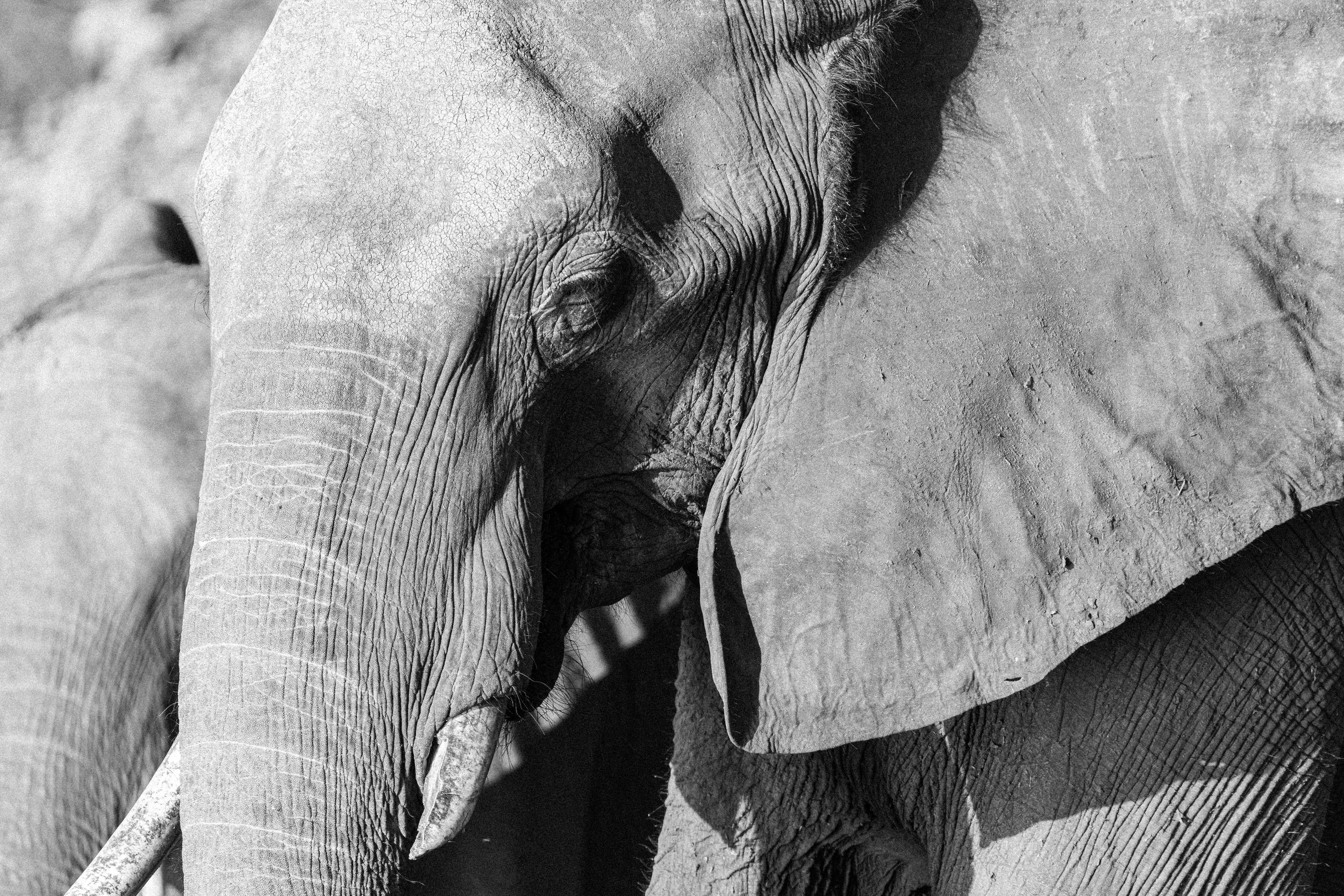 Close-up of an elephant's face and trunk, black and white photo.