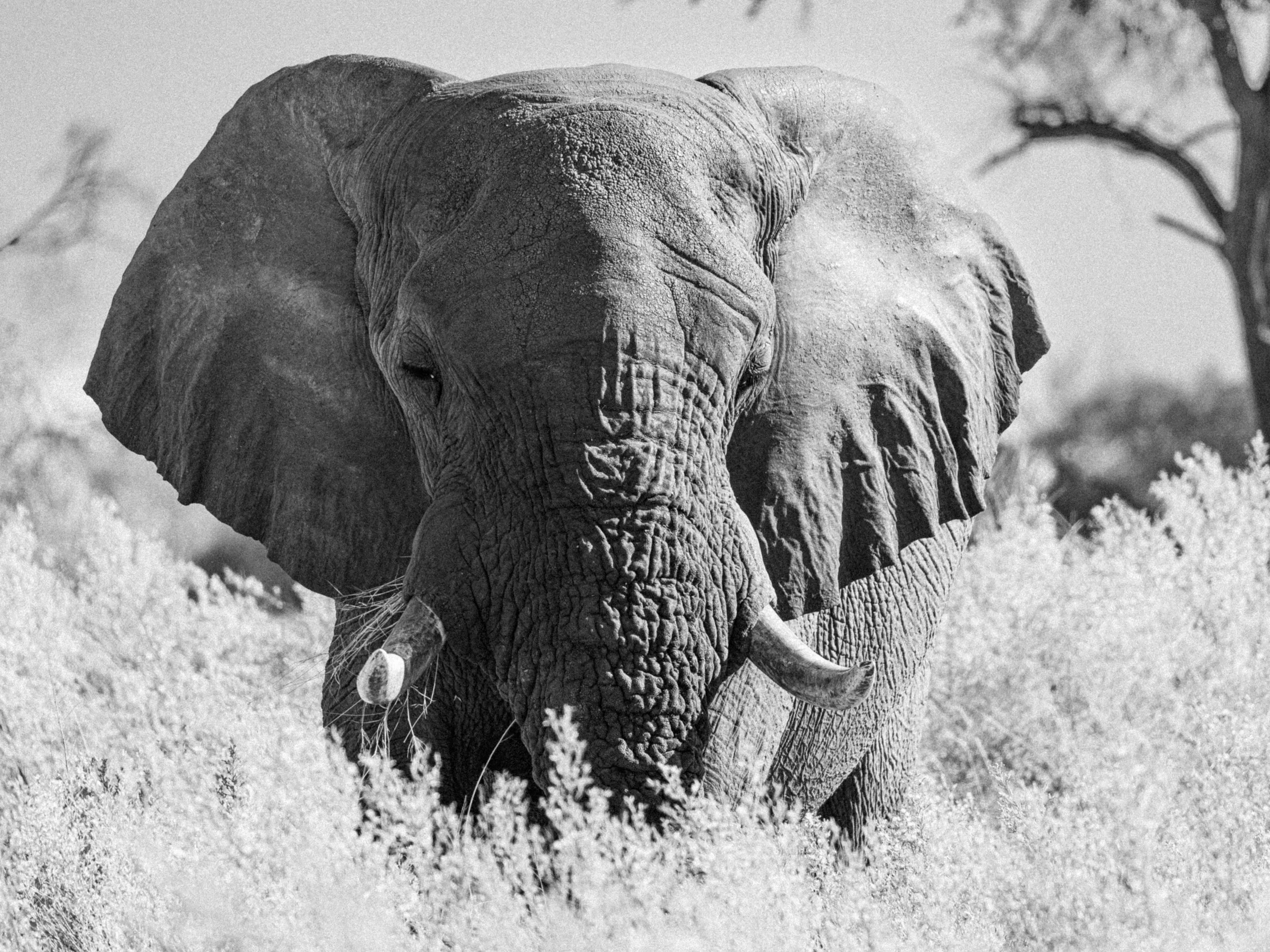 Black and white photo of an adult elephant walking through tall grass in the wild, with trees in the background.