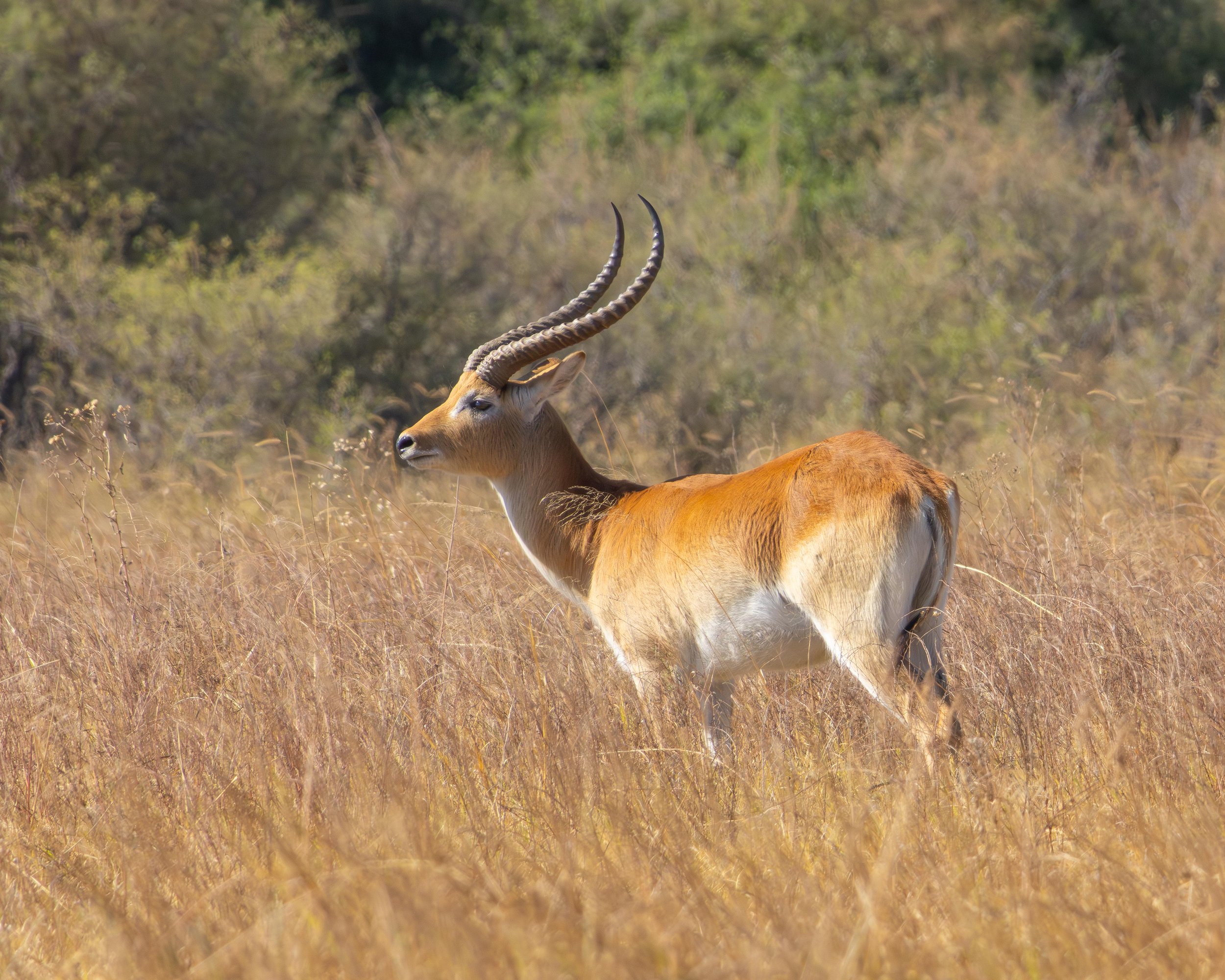 A gazelle with curved horns standing in dry grassland with green bushes in the background.