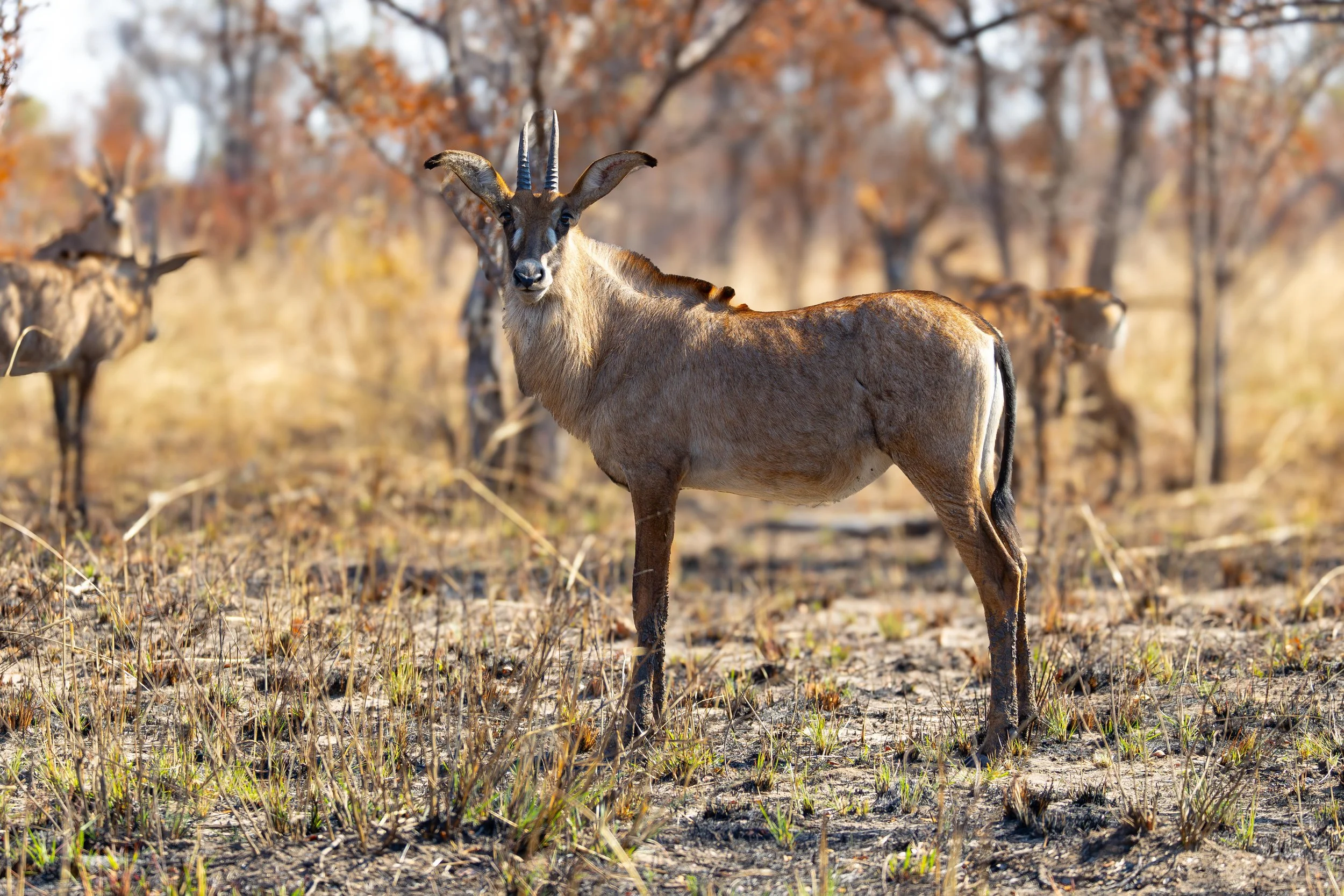A goat standing in a dry, grassy field with trees in the background, some of which have orange and brown leaves.