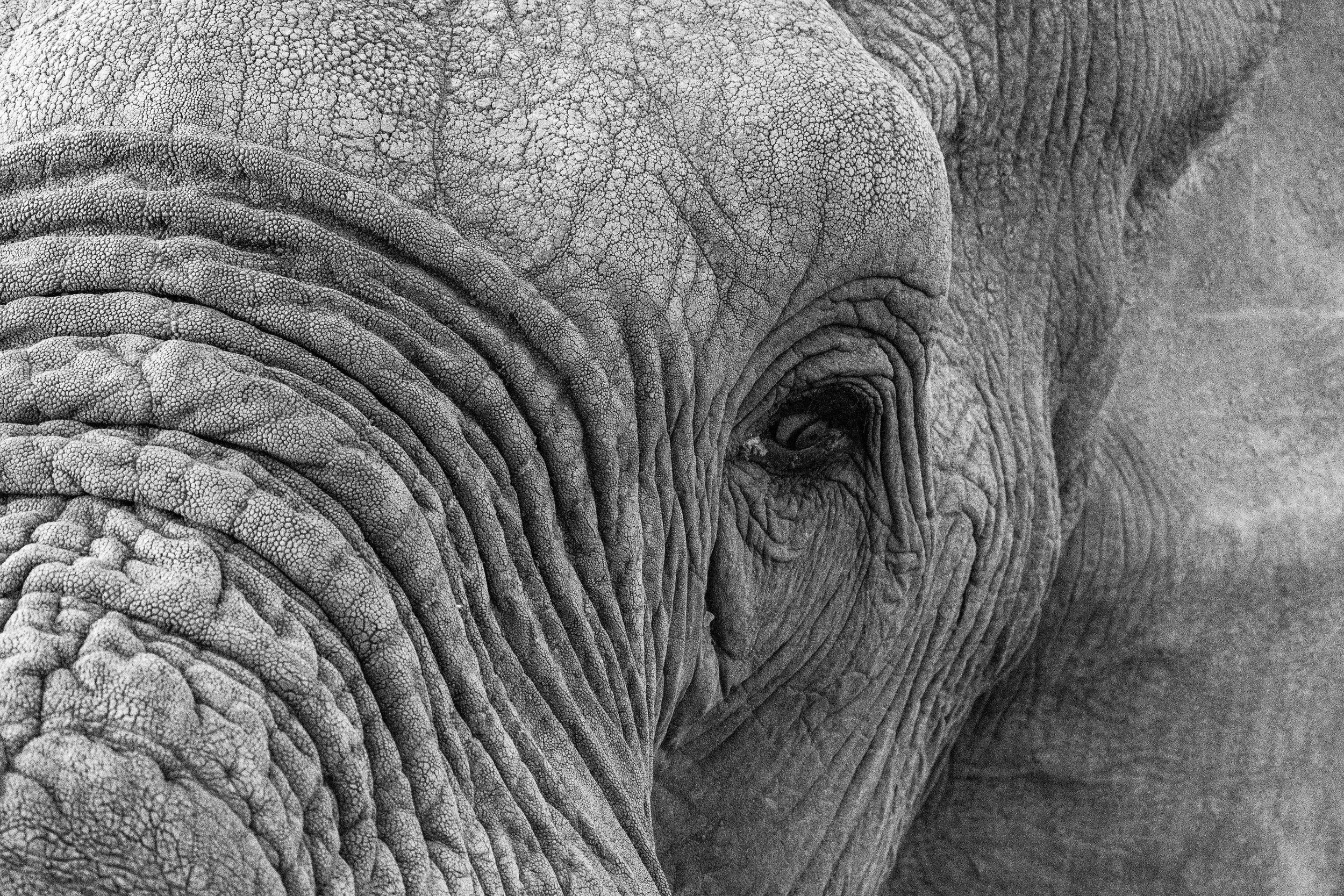 Close-up black and white photo of an elephant's face, focusing on the textured skin and eye.