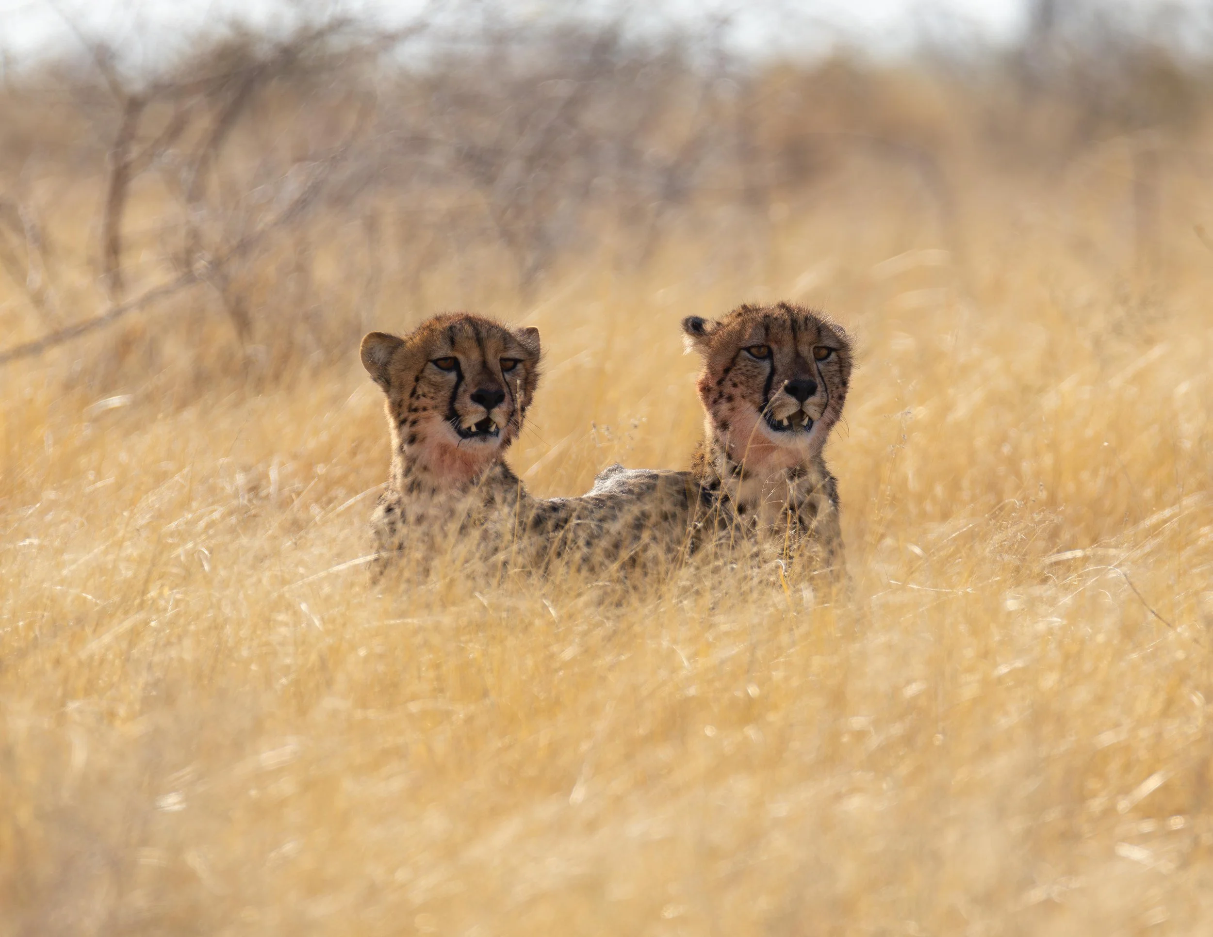 Two cheetahs lying in tall yellow grass in the wild, with dry trees and bushes in the background.