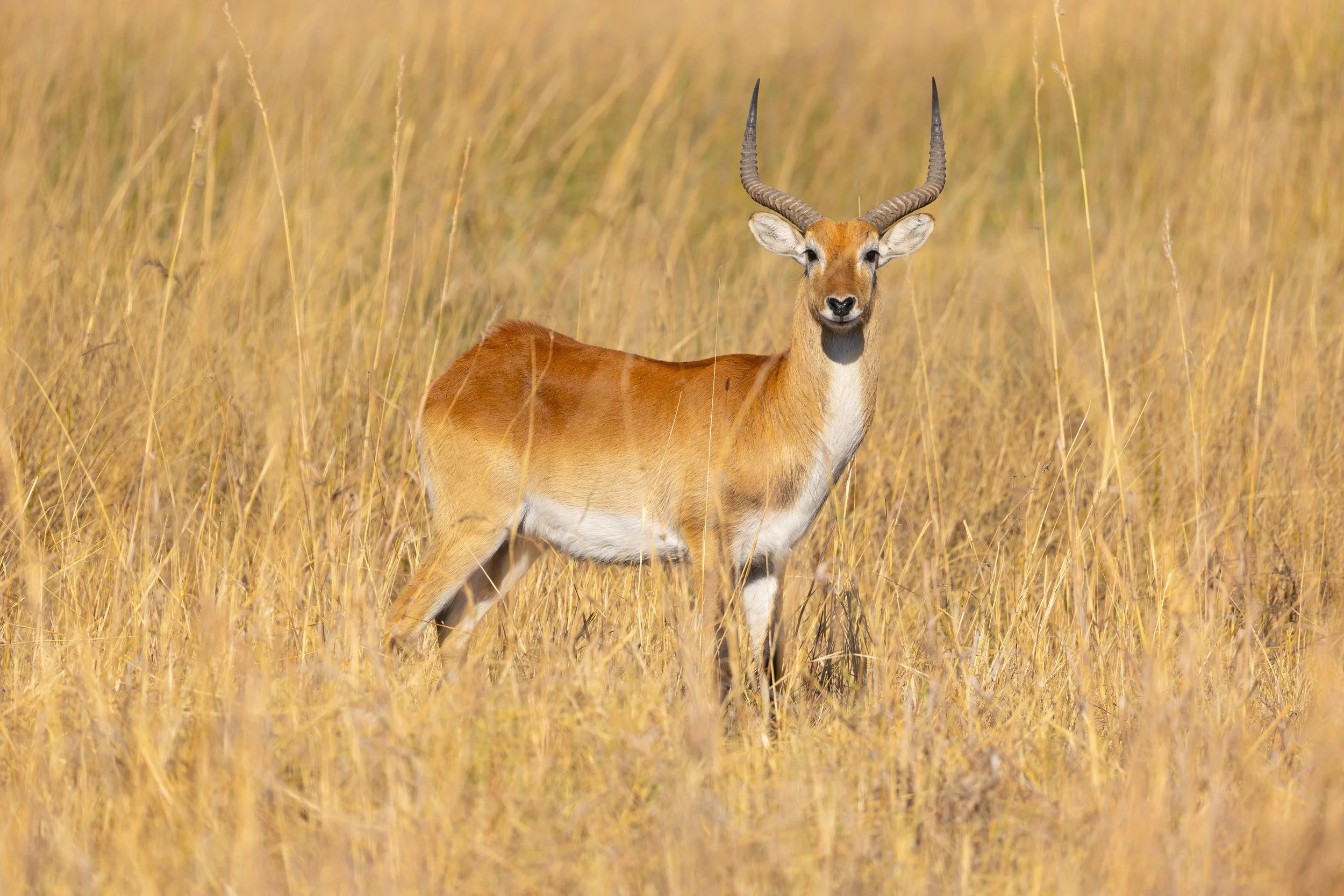 An antelope standing in tall, dry grass in a savannah landscape.