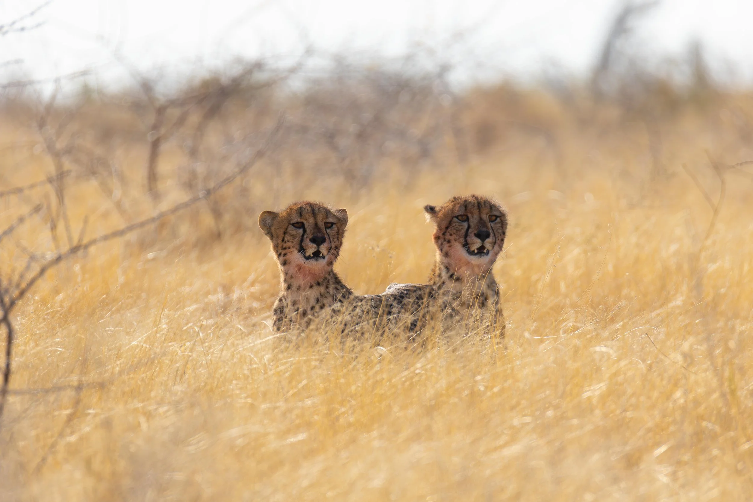 Two cheetahs lying in tall golden grass with a blurred background of dry branches and sky.