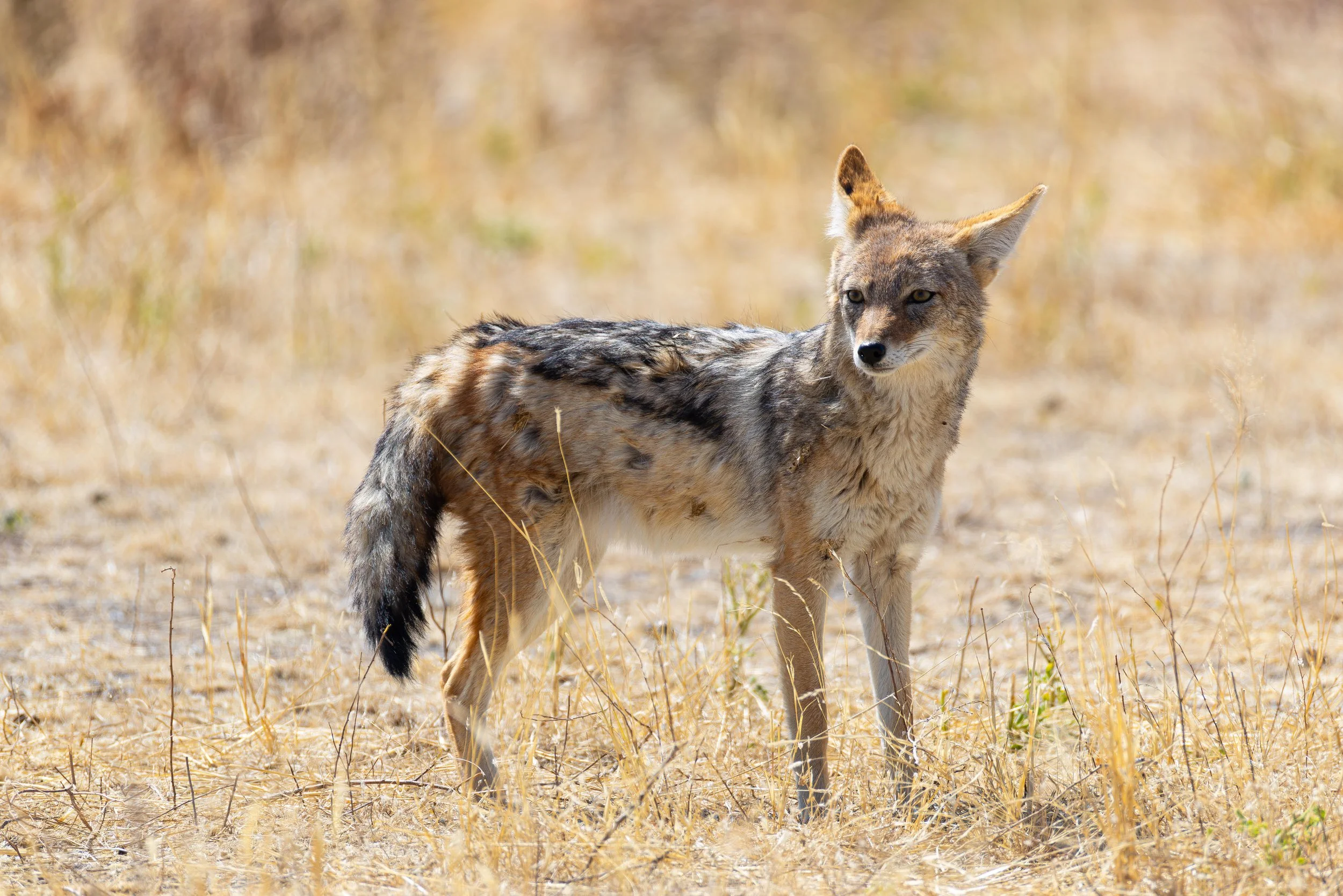 A coyote standing in a dry, grassy field.