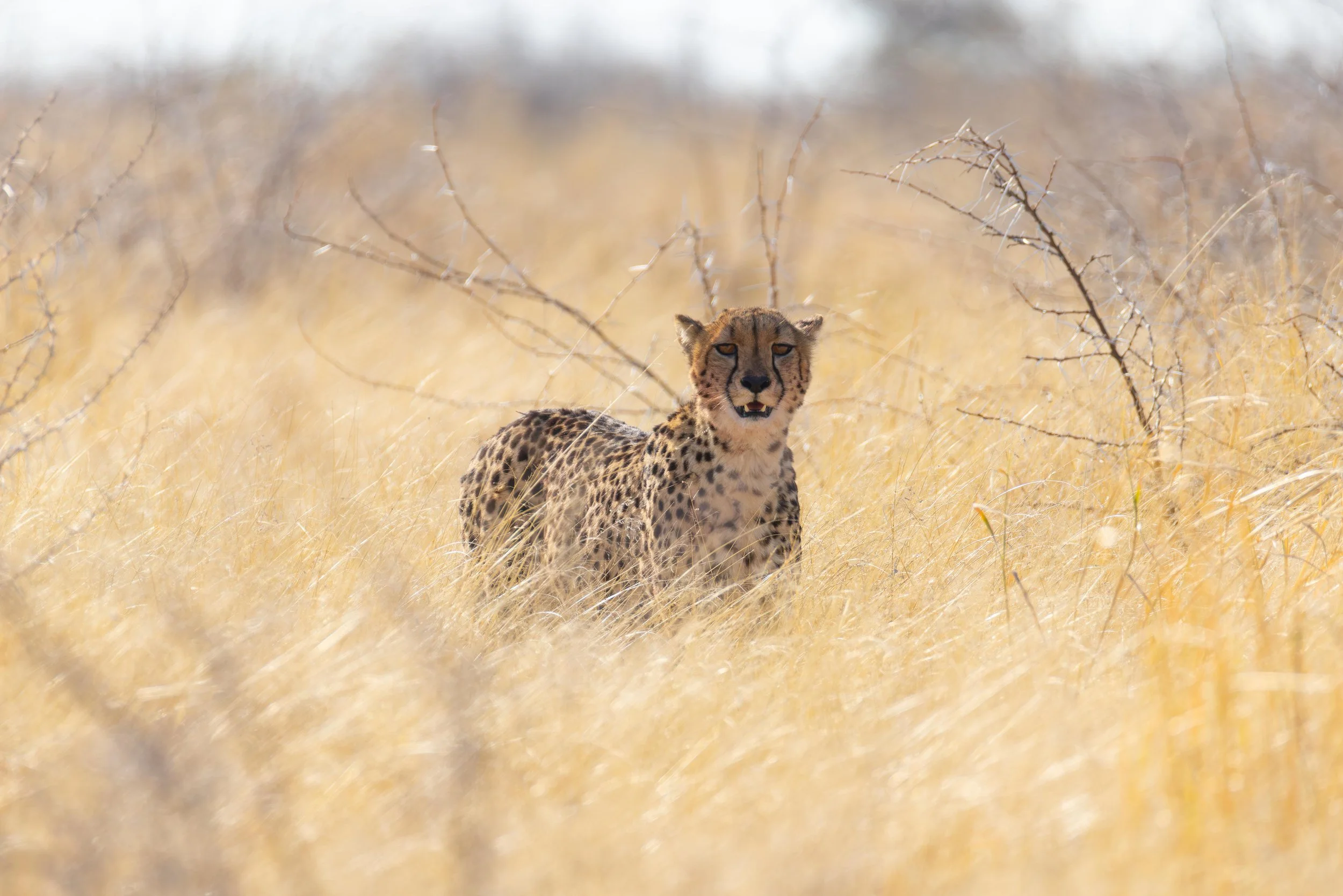 A cheetah standing in tall, dry grass with sparse, leafless bushes in the background.