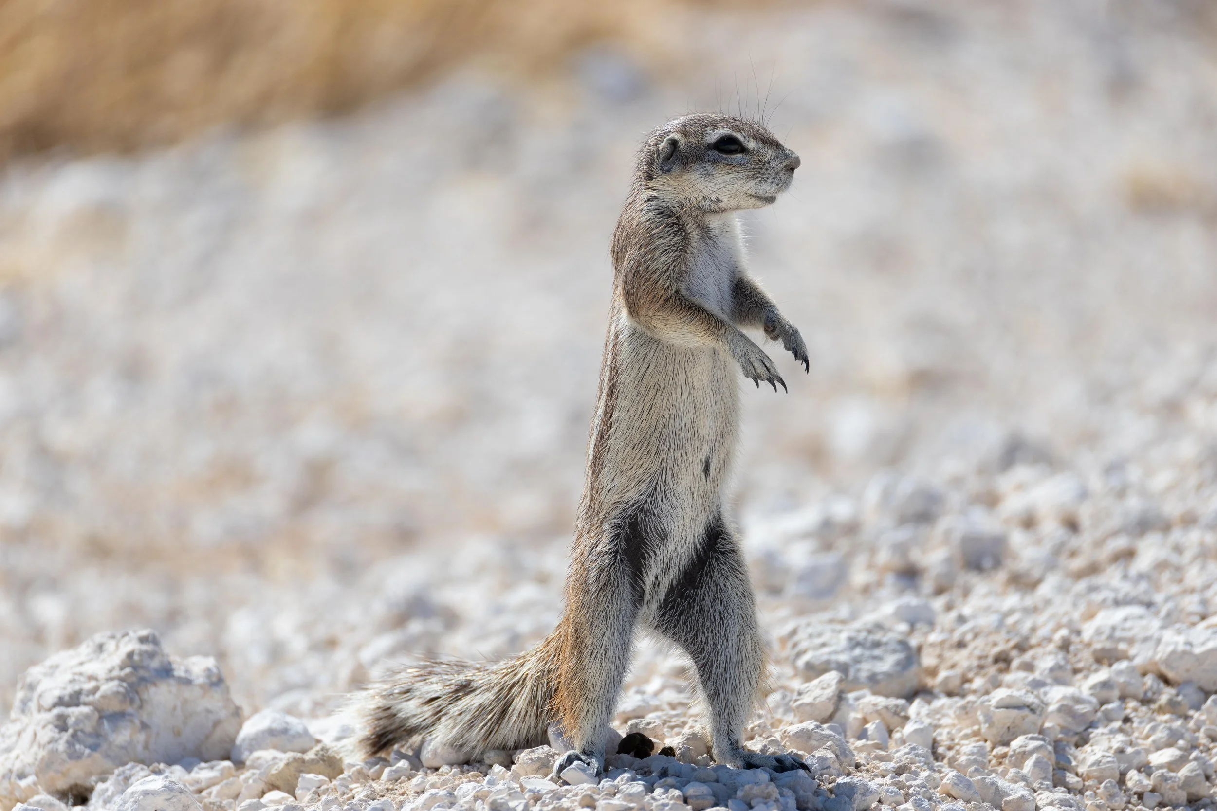 A meerkat standing upright on rocky ground with a blurred desert background.