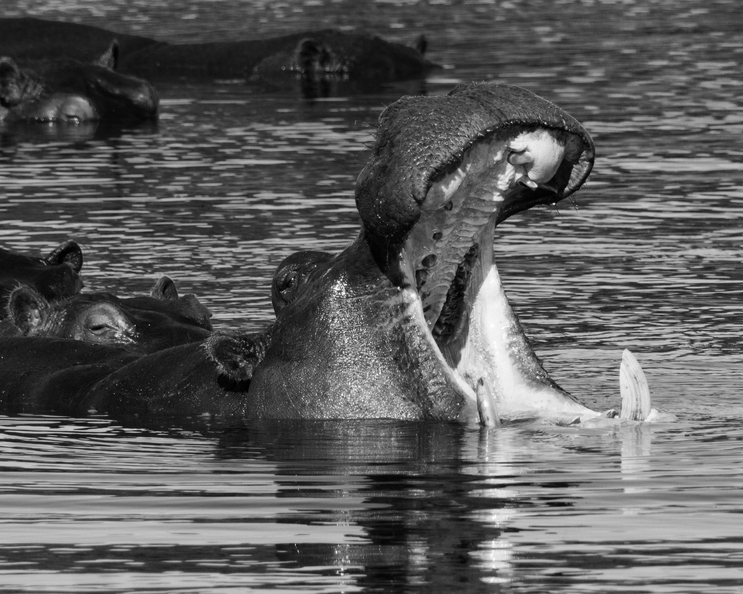 A hippopotamus with its mouth wide open in the water, surrounded by other hippos partially submerged.