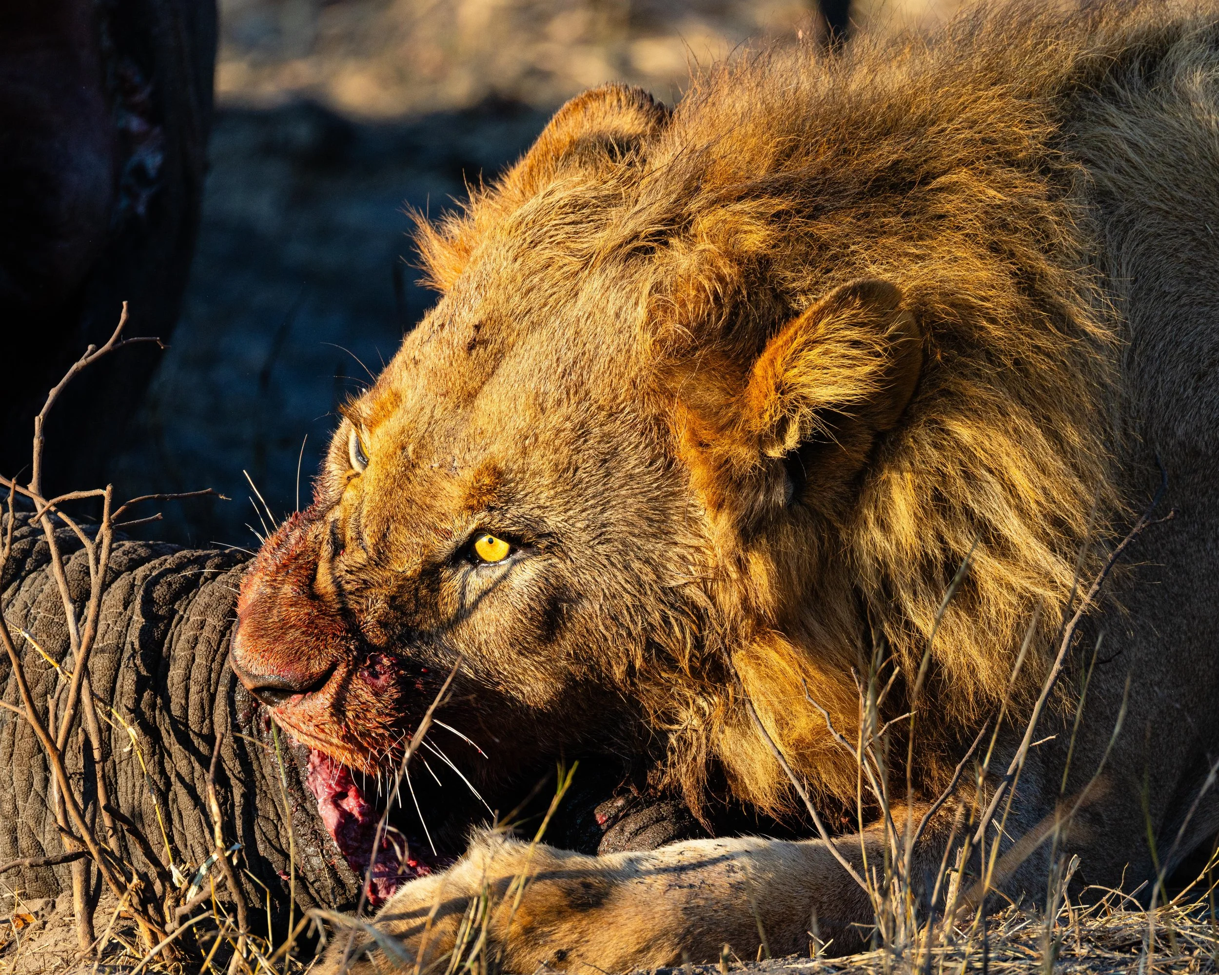 A lion with a golden mane biting into the carcass of a large animal in a natural setting.