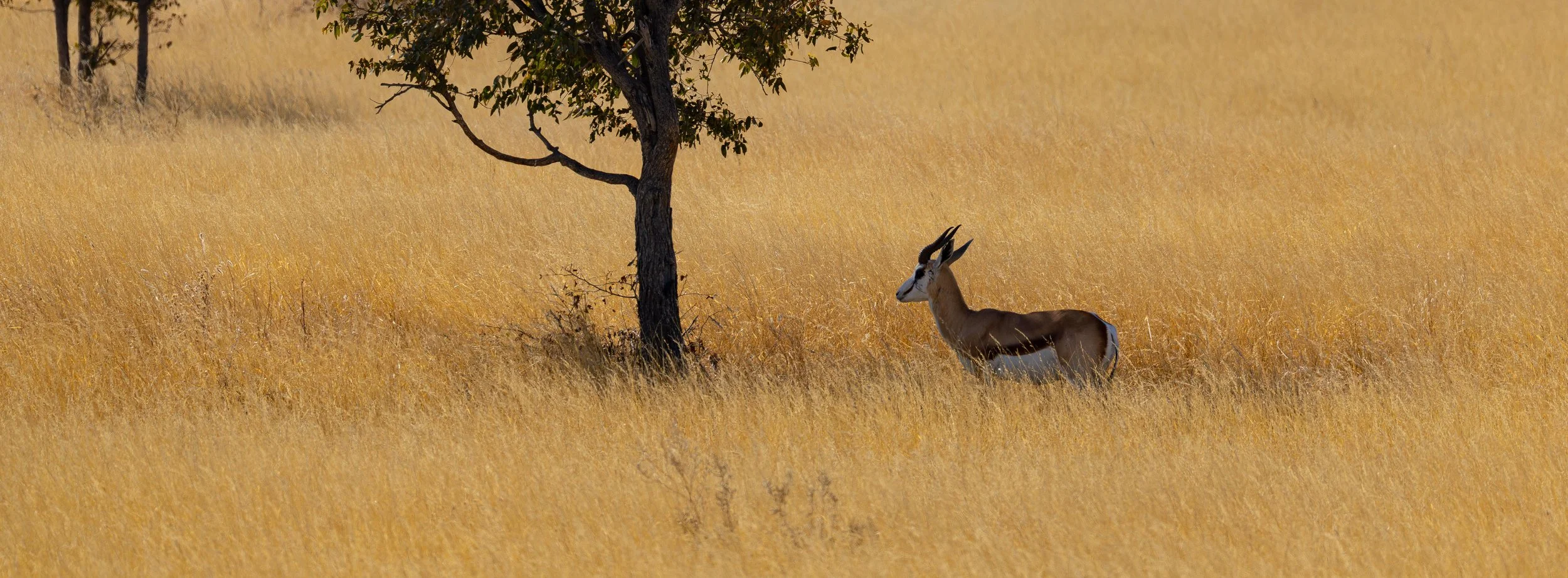 A gazelle standing under a tree in a grassy savannah landscape.