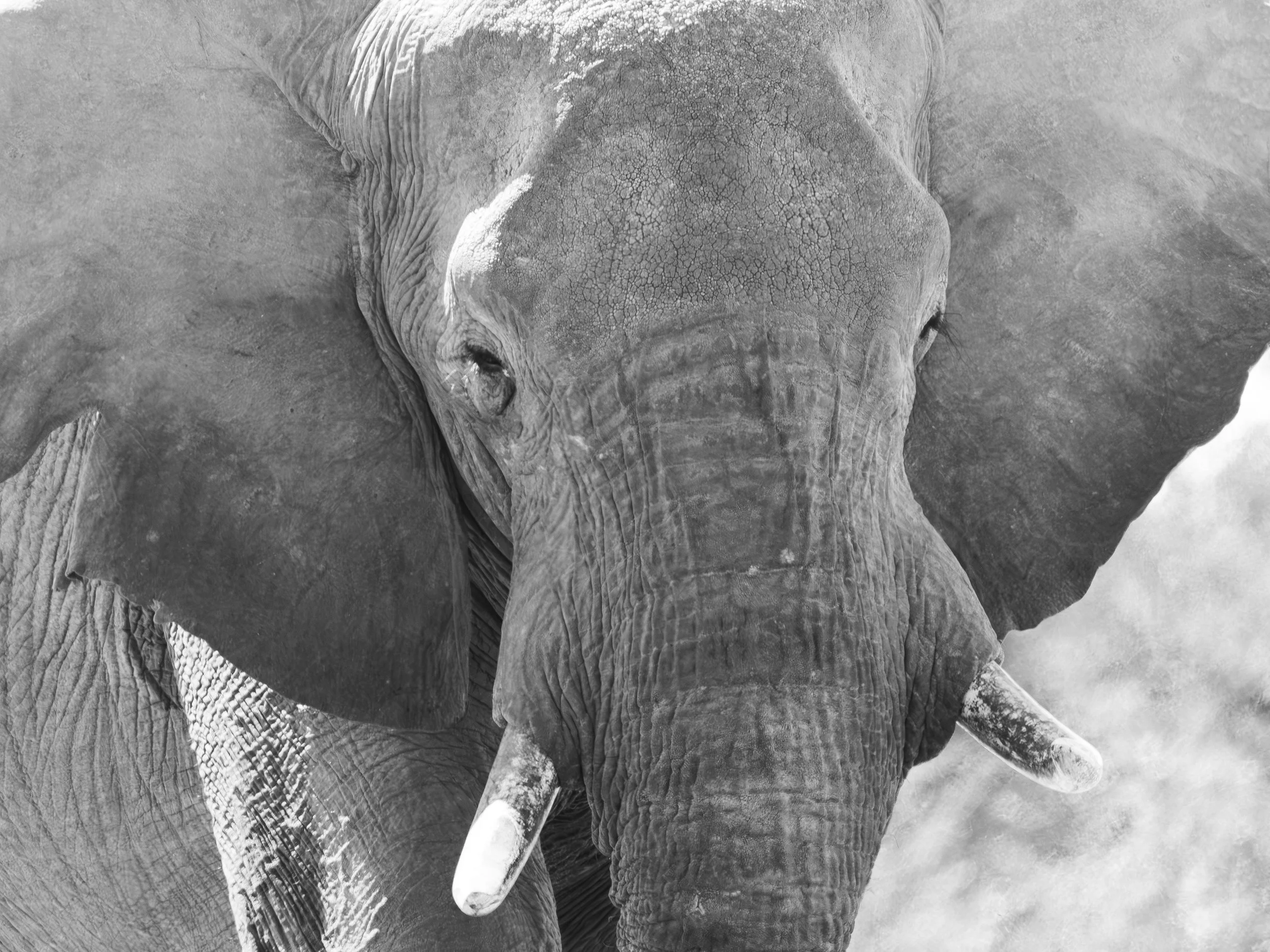 Close-up black and white photograph of an elephant's face, showing detailed skin texture, ears, tusks, and trunk.