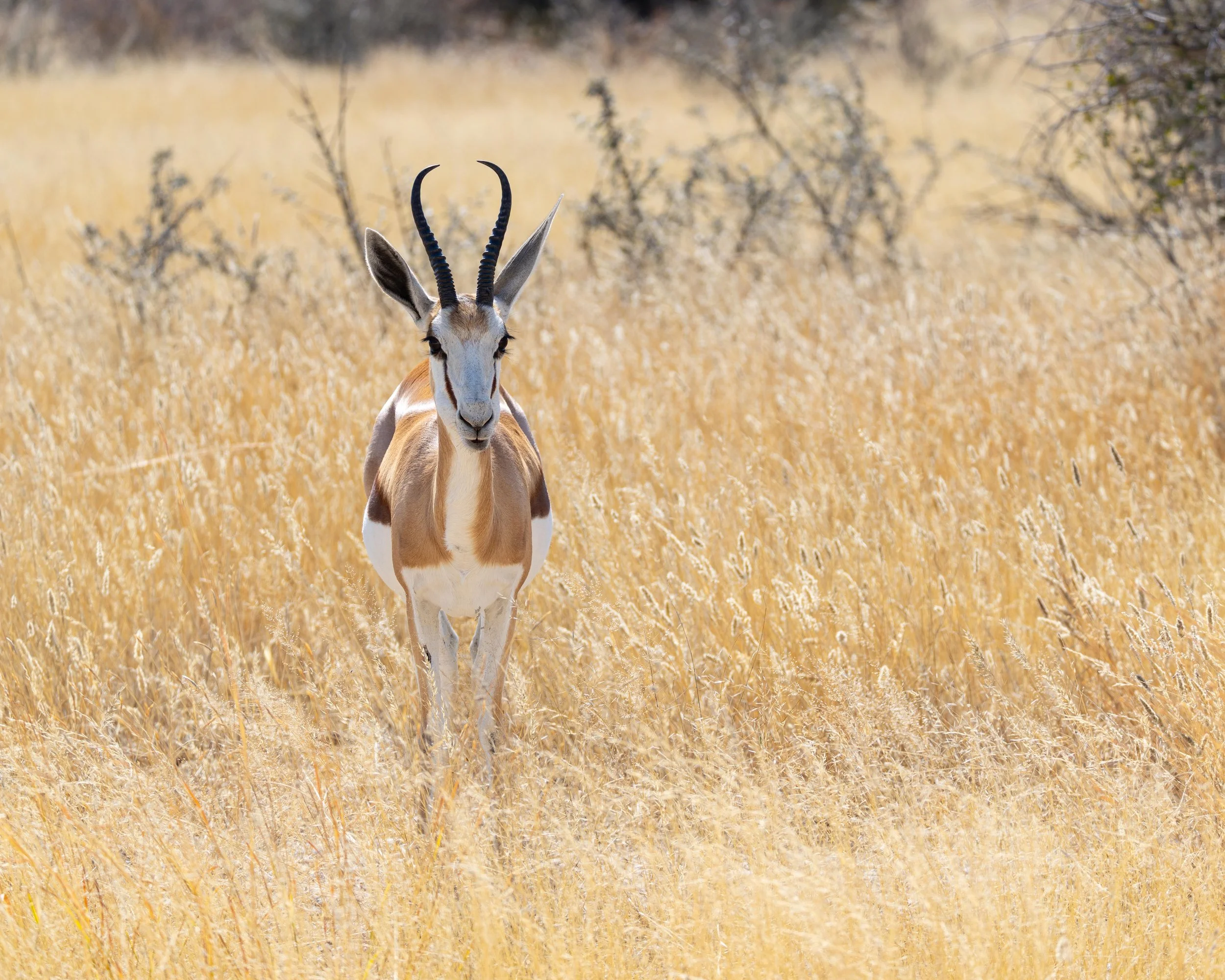 An antelope standing in a field of yellow grass with trees in the background.