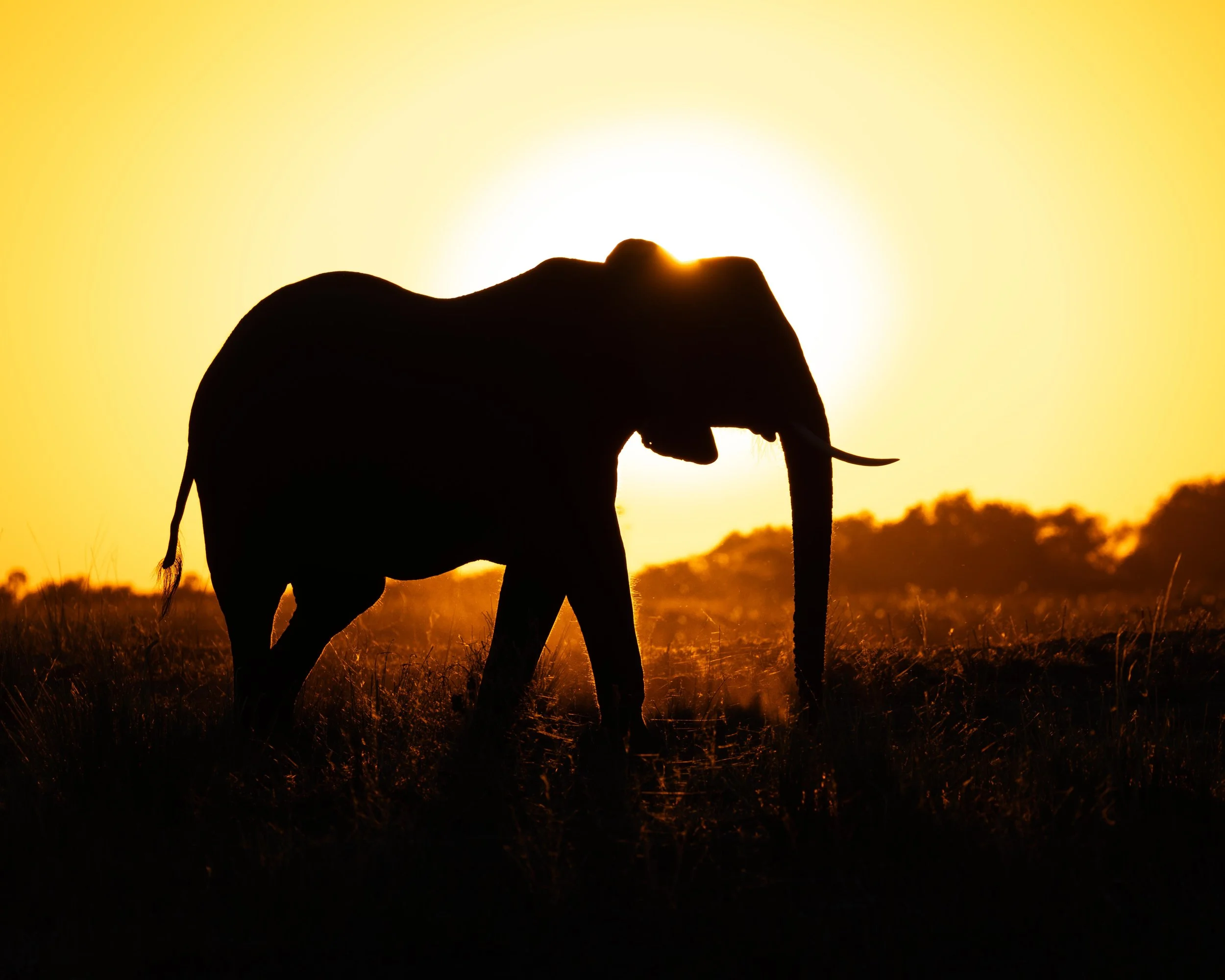 Silhouette of an elephant walking in the grass at sunset or sunrise with the sun behind it.
