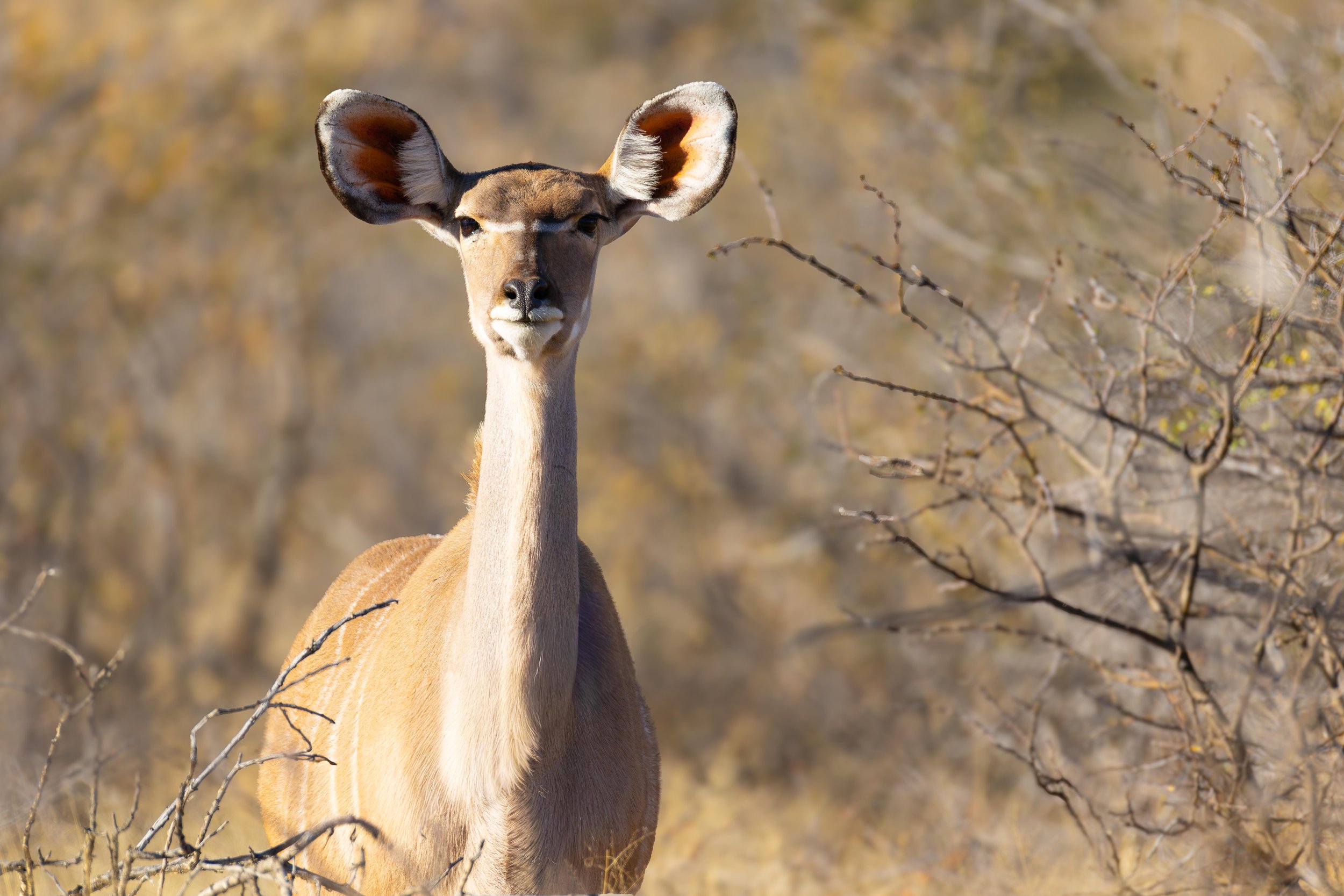 A female kudu with large ears standing in a dry, bushy landscape.