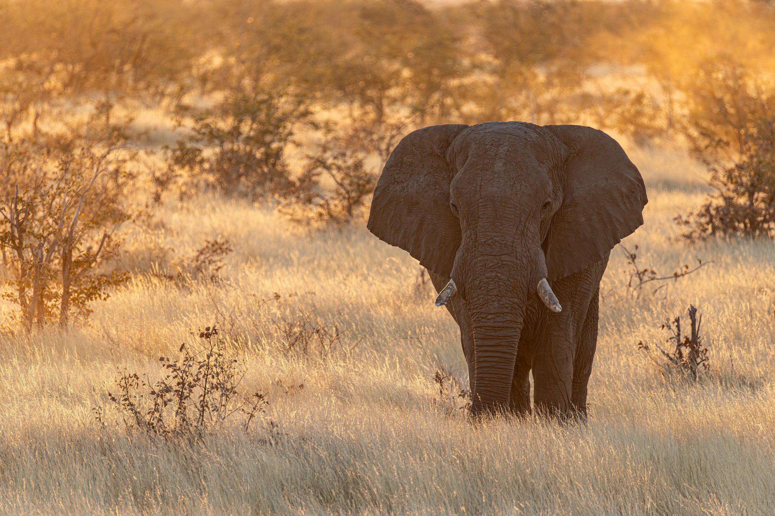 A large elephant standing in a grassy savannah during golden hour with sparse trees in the background