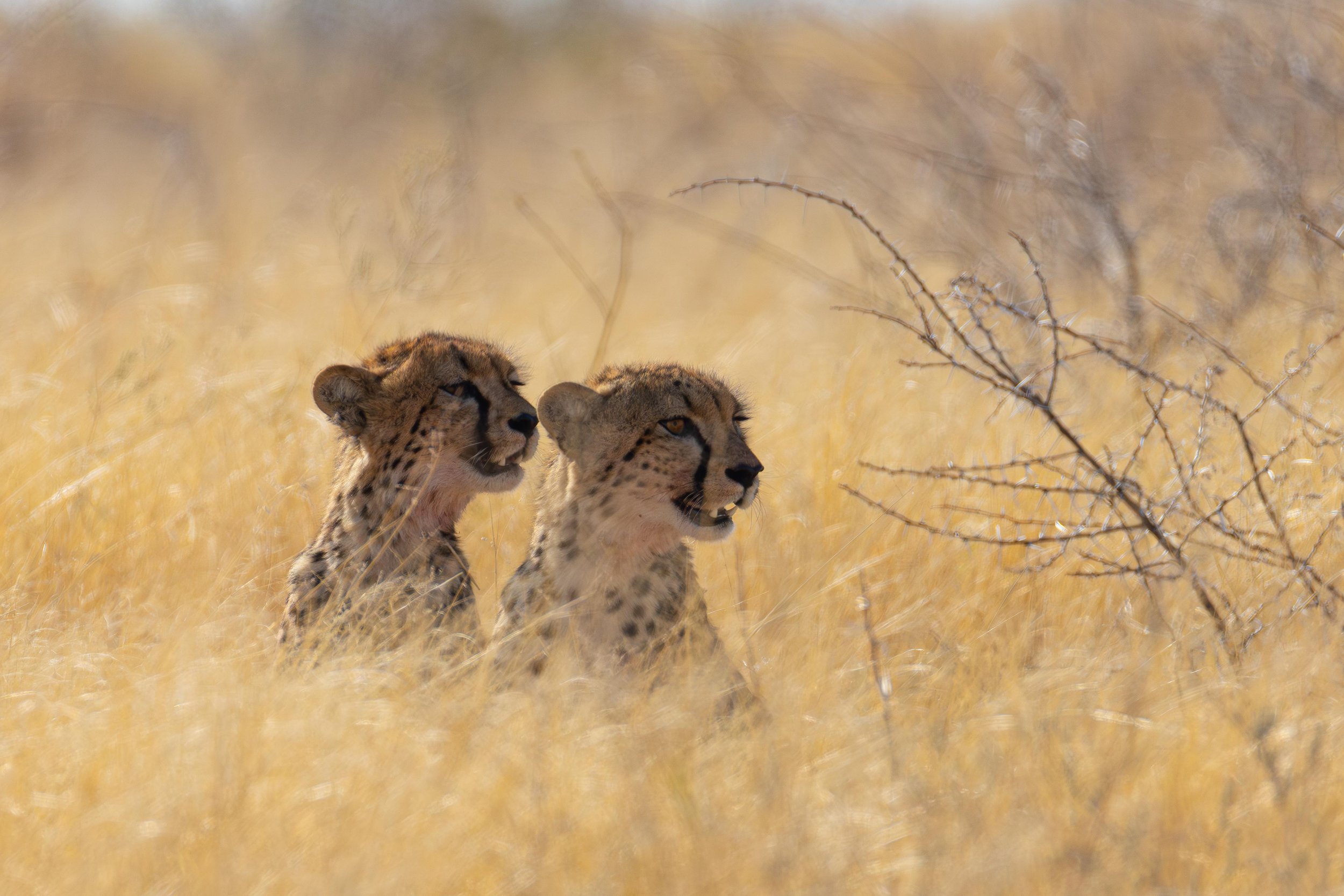 Two cheetahs sitting in tall dry grass in a savannah landscape.