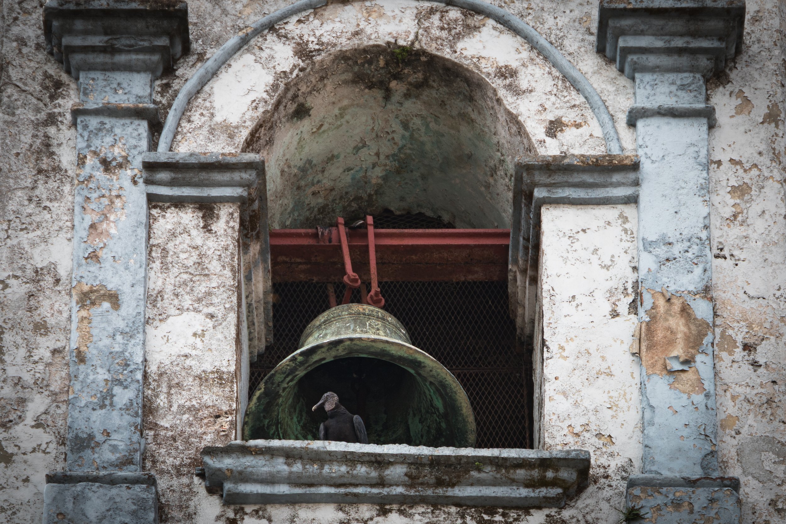 Rabengeier in einem Kirchturm von 1675.
Offene Turmgeschosse bieten Vögeln eine städtische Alternative als Brutplatz und Beuteansitz. Was in der Natur die höchsten Bäume sind, sind in einer westlichen Stadt die Glockentürme.