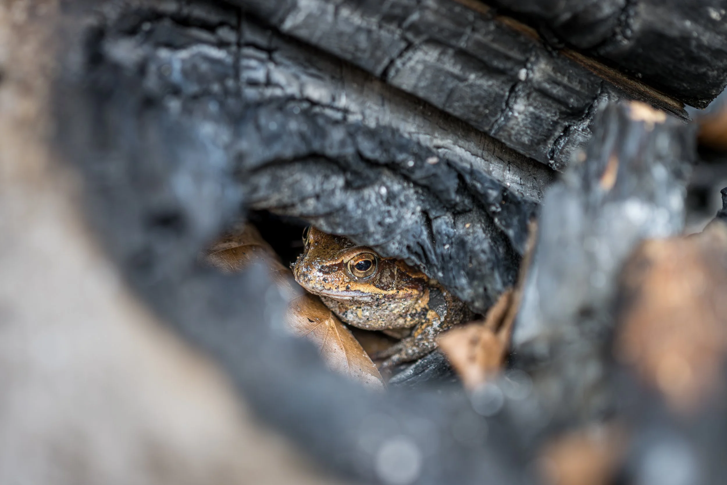 Ein Grasfrosch in einem erloschenen Lagerfeuer - Holzstapel sind gute Verstecke für viele Kleintiere. Aber auch nicht erst nach dem Feuer. Auch in geschichteten Stapeln vor dem Anzünden können sich schon viele Tiere versteckt haben. Deshalb ist es wi